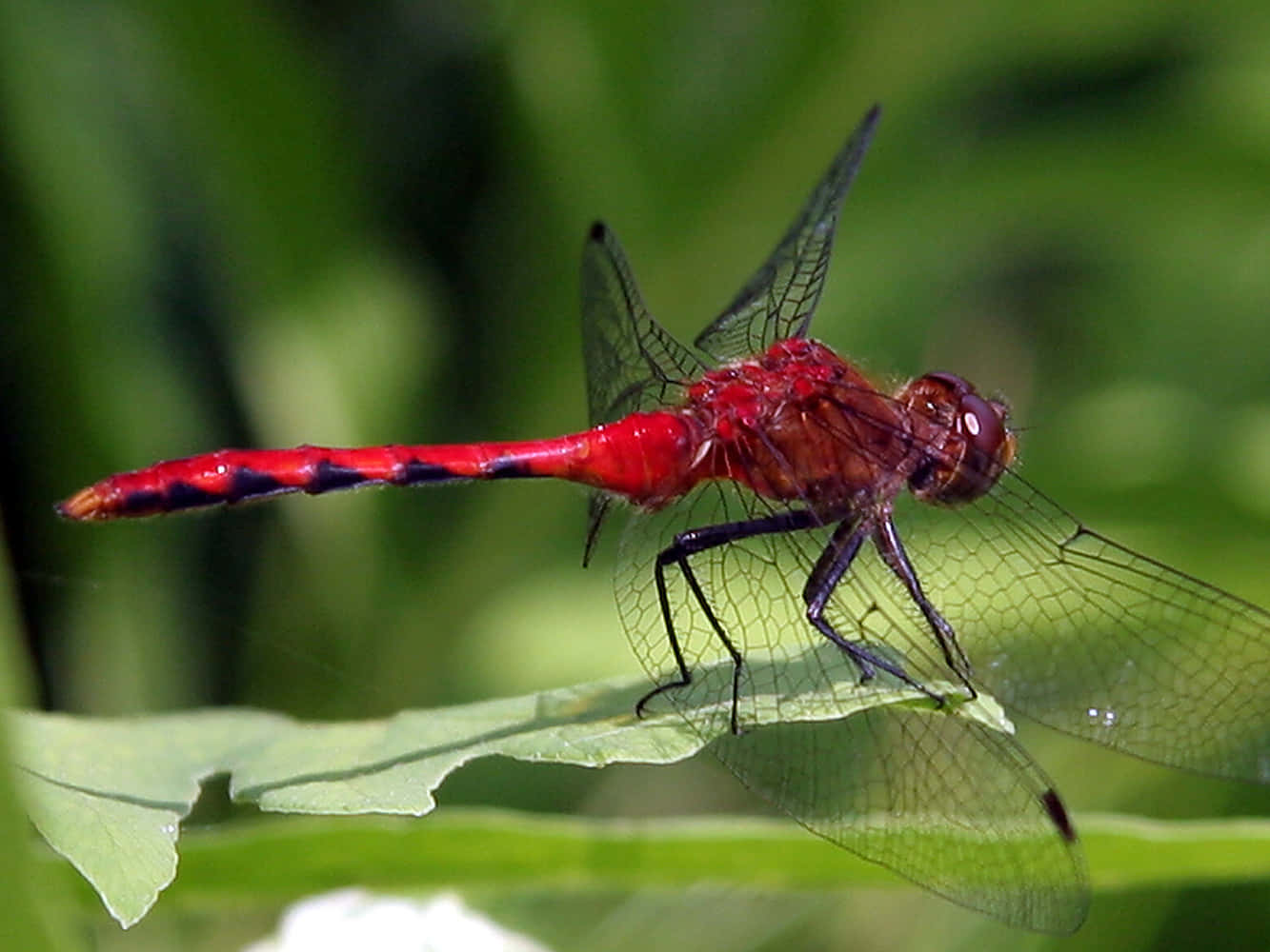 Red Dragonfly 桌布 壁紙 — 一隻鮮紅色的蜻蜓精緻地棲息在一片綠葉上，翅膀結構複雜，背景是柔和模糊的樹葉。