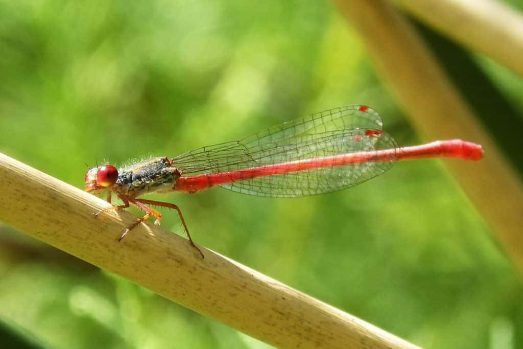 Red Dragonfly 桌布 壁紙 — 一隻鮮紅色的蜻蜓輕柔地停在一根陽光照耀的蘆葦莖上，背景是柔和的綠色模糊效果。
