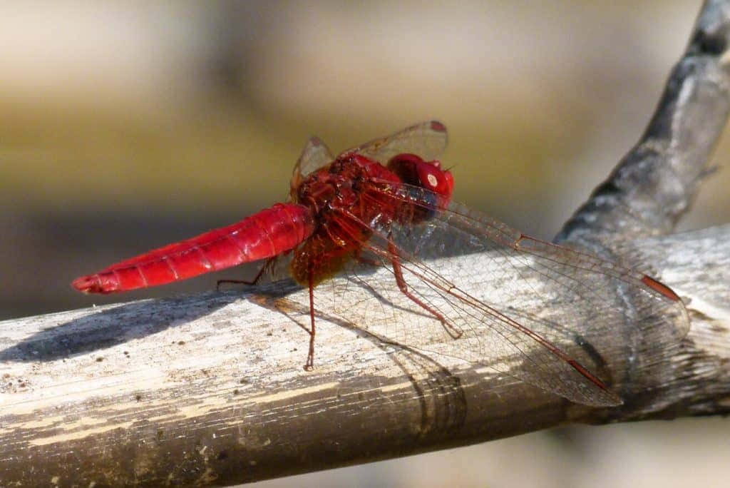 Red Dragonfly 桌布 壁紙 — 一隻鮮紅色的蜻蜓輕柔地停在一條陽光照射、紋理分明的樹枝上，半透明的翅膀捕捉著光線。