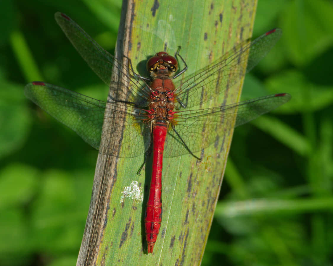 Red Dragonfly 桌布 壁紙 — 一隻鮮紅色的蜻蜓輕柔地停在一片綠葉上，複雜的翅脈在柔和模糊的樹葉背景下清晰可見。