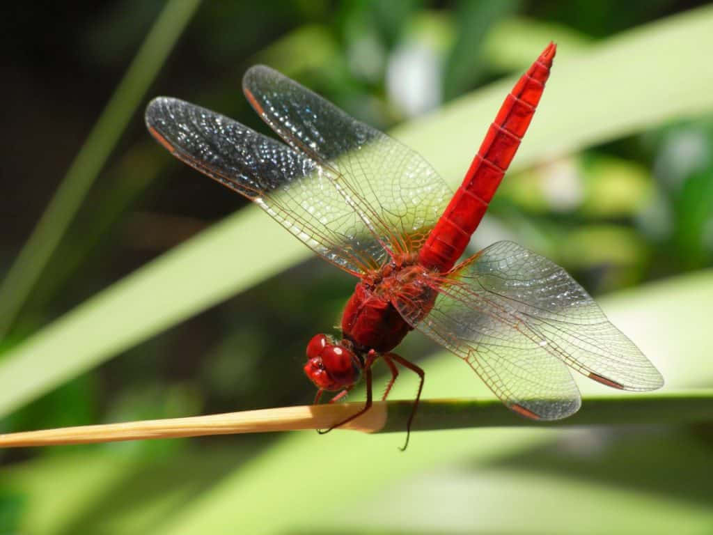 Red Dragonfly 桌布 壁紙 — 一隻鮮紅色的蜻蜓輕盈地停在一根草葉上，半透明的翅膀在柔和模糊的綠色背景下捕捉陽光。
