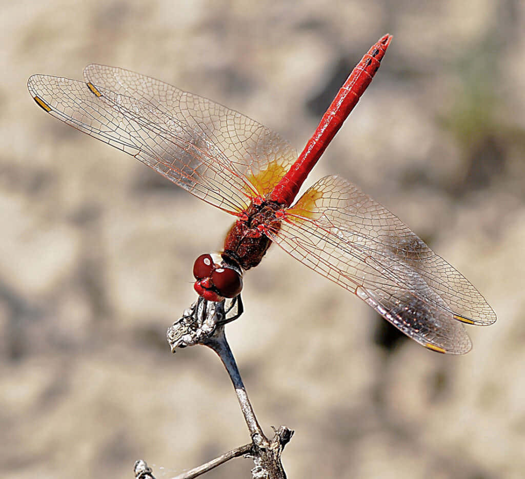 Red Dragonfly 桌布 壁紙 — 一隻鮮紅色的蜻蜓輕輕停在一根乾枯的樹枝上，背景是柔和模糊的泥土色調。