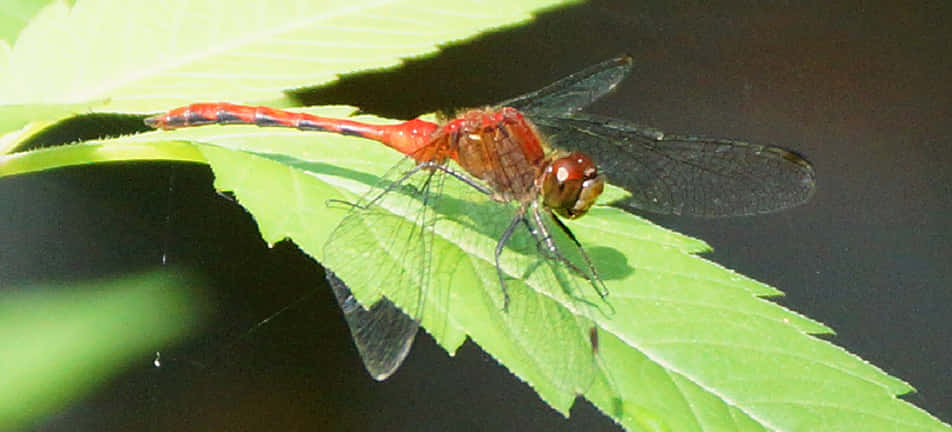 Red Dragonfly 桌布 壁紙 — 一隻鮮紅色的蜻蜓輕輕停在一片亮綠色的葉子上，背景是深色的水。