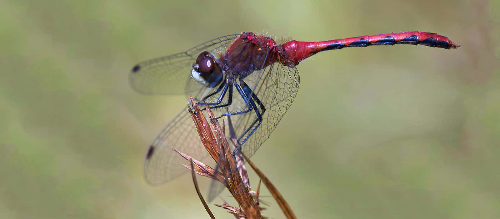 Red Dragonfly 桌布 壁紙 — 一隻鮮紅色的蜻蜓輕輕地停在一根乾枯的樹枝上，背景是柔和模糊的綠色。