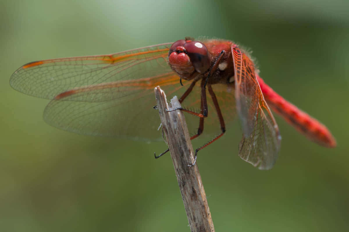 Red Dragonfly 桌布 壁紙 — 一隻鮮紅色的蜻蜓輕輕地停在一根乾枯的樹枝上，背景是柔和的綠色模糊效果。