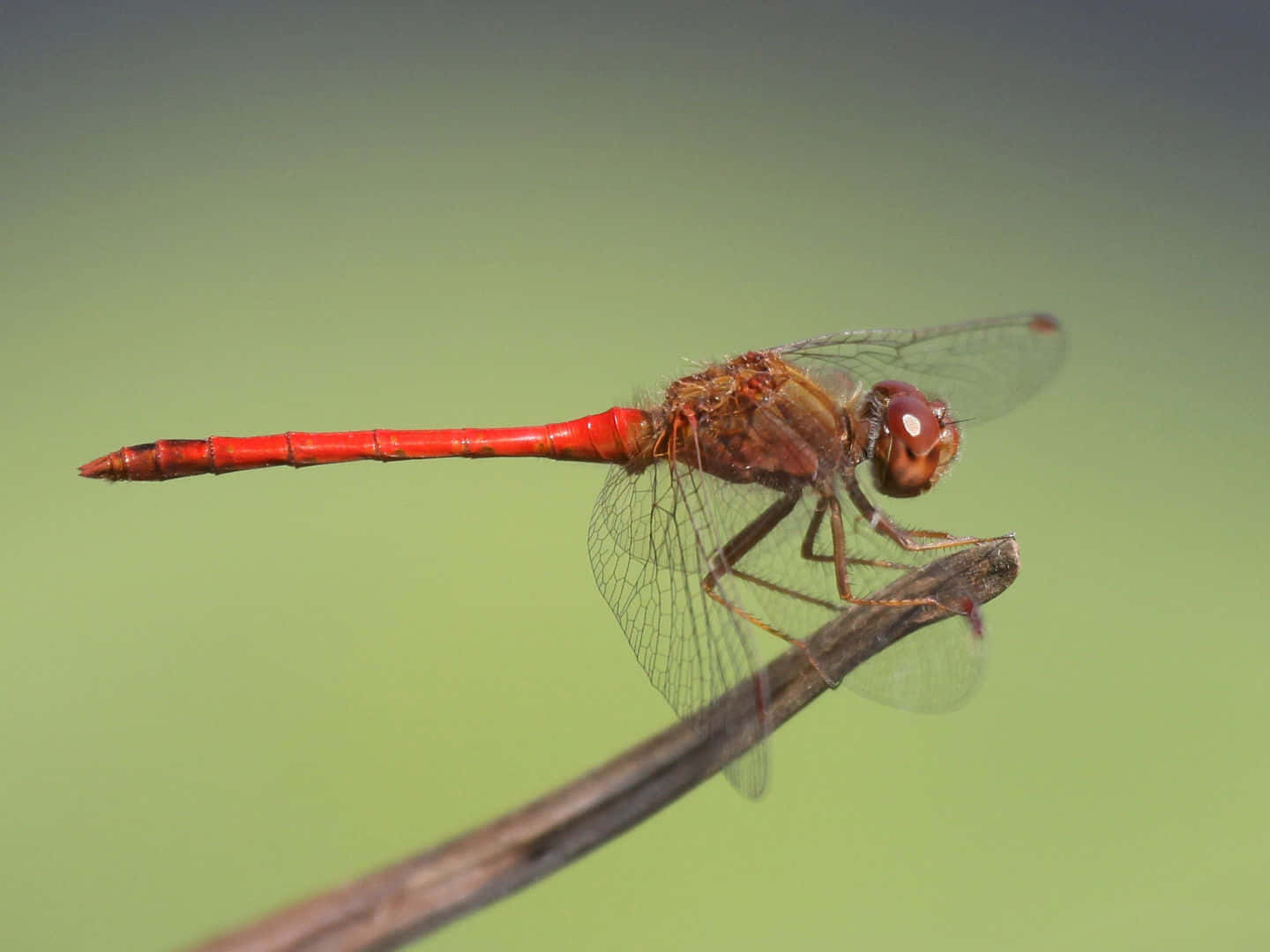 Red Dragonfly 桌布 壁紙 — 一隻鮮紅色的蜻蜓輕輕地停在一根樹枝上，背景是柔和的綠色模糊效果。