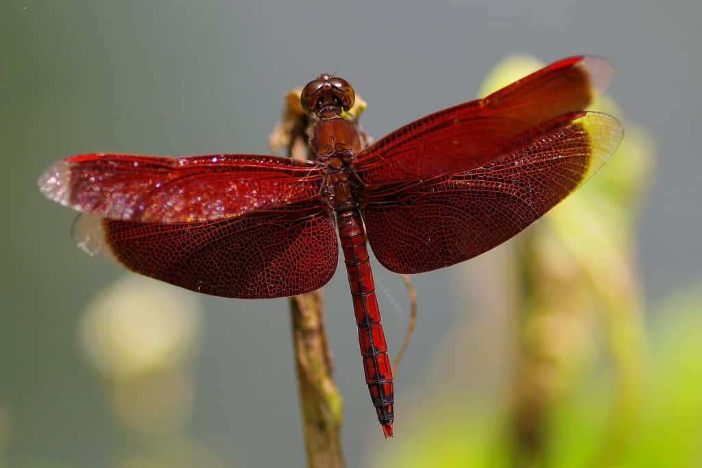 Red Dragonfly 桌布 壁紙 — 一隻鮮紅色的蜻蜓輕輕地停在一根樹枝上，半透明的翅膀在模糊的綠色背景下捕捉柔和的光線。