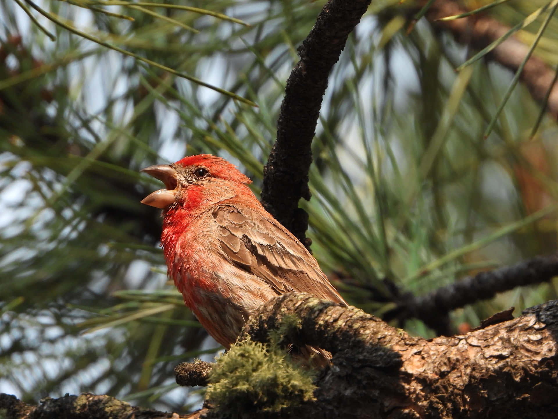 Birds Chirping 桌布 壁紙 — 一隻鮮紅色的雄性家朱雀棲息在長滿苔蘚的松樹枝上，喙張開，彷彿在綠色松針和柔和藍天的背景下歌唱。