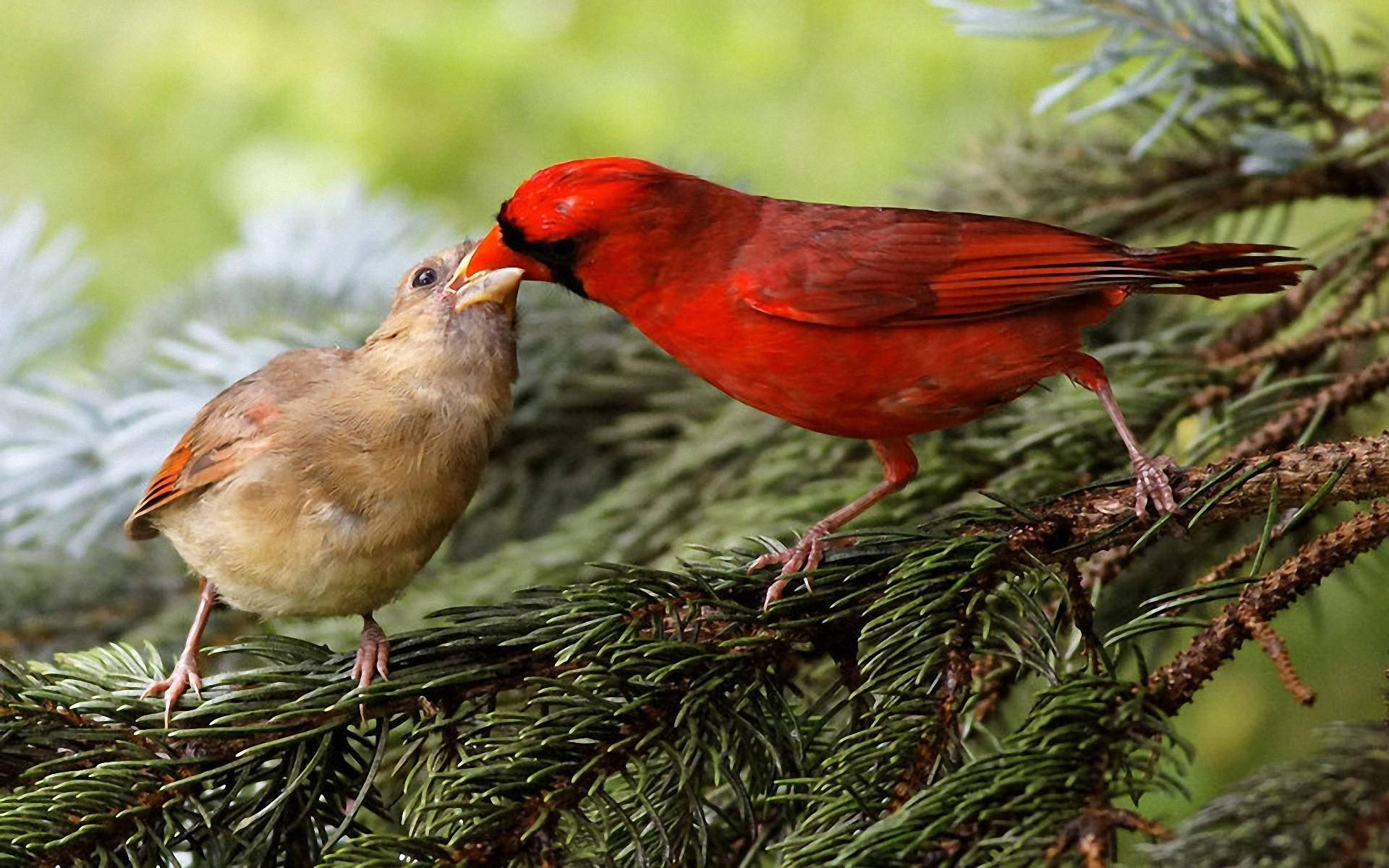 birds 桌布 壁紙 — 一隻鮮紅色的雄性紅衣主教在茂密綠色森林的松樹枝上，溫柔地餵食一隻棕色的雌性紅衣主教。