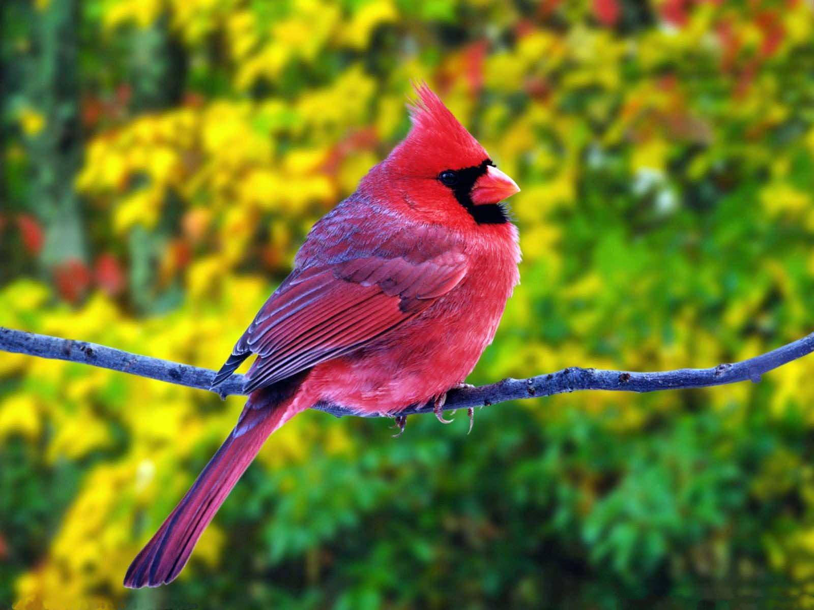 鳥 桌布 壁紙 — 一隻鮮紅色的雄性紅衣鳳頭鳥警覺地棲息在樹枝上，背景是模糊的黃綠色秋葉。