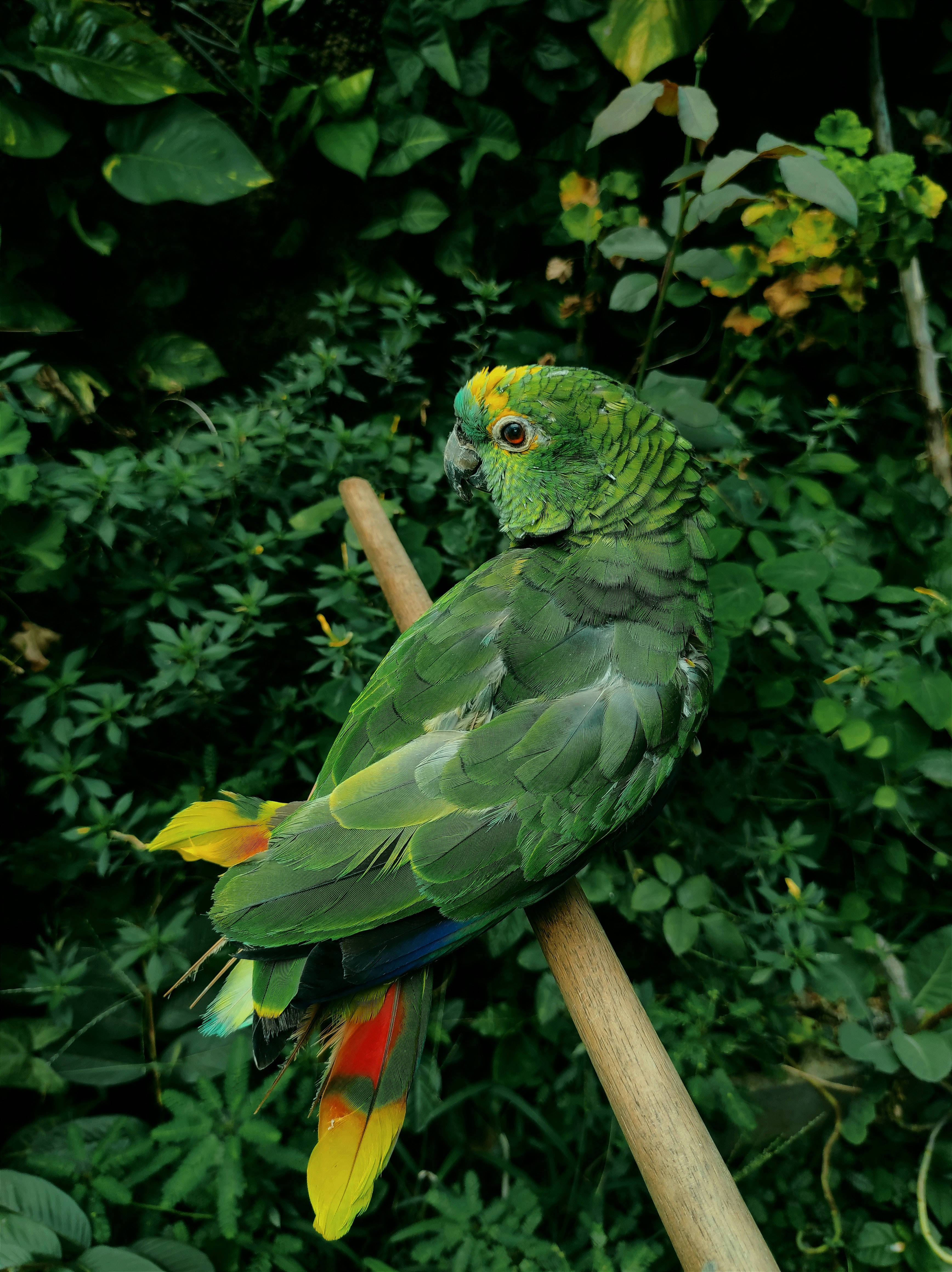 birds 桌布 壁紙 — 一隻鮮綠色、帶黃色冠冕和彩色尾巴的鸚鵡棲息在茂密樹葉中的木棍上。