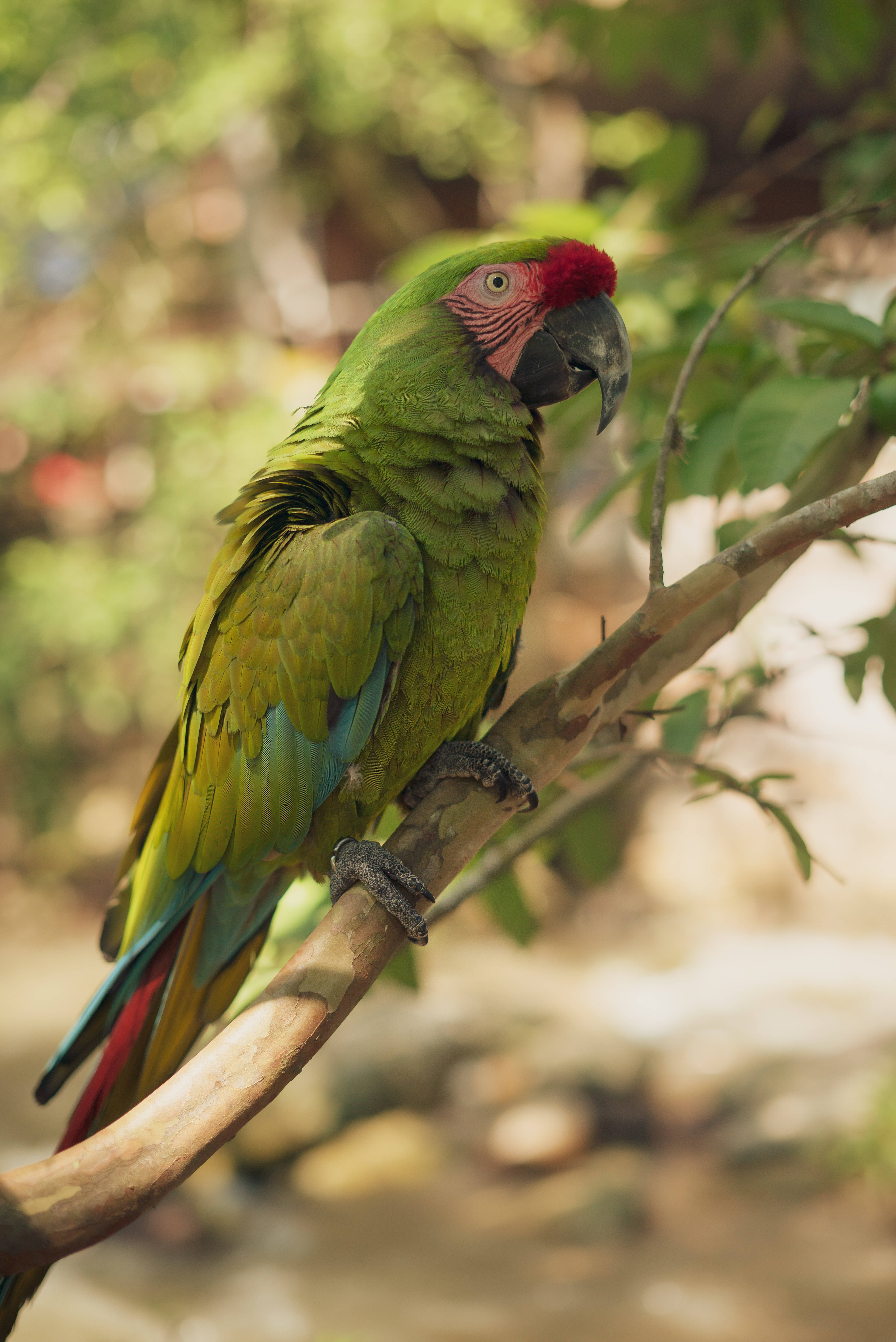 parrot 桌布 壁紙 — 一隻鮮綠色、額頭紅色的金剛鸚鵡棲息在陽光照射的樹枝上，周圍是茂密的樹葉。