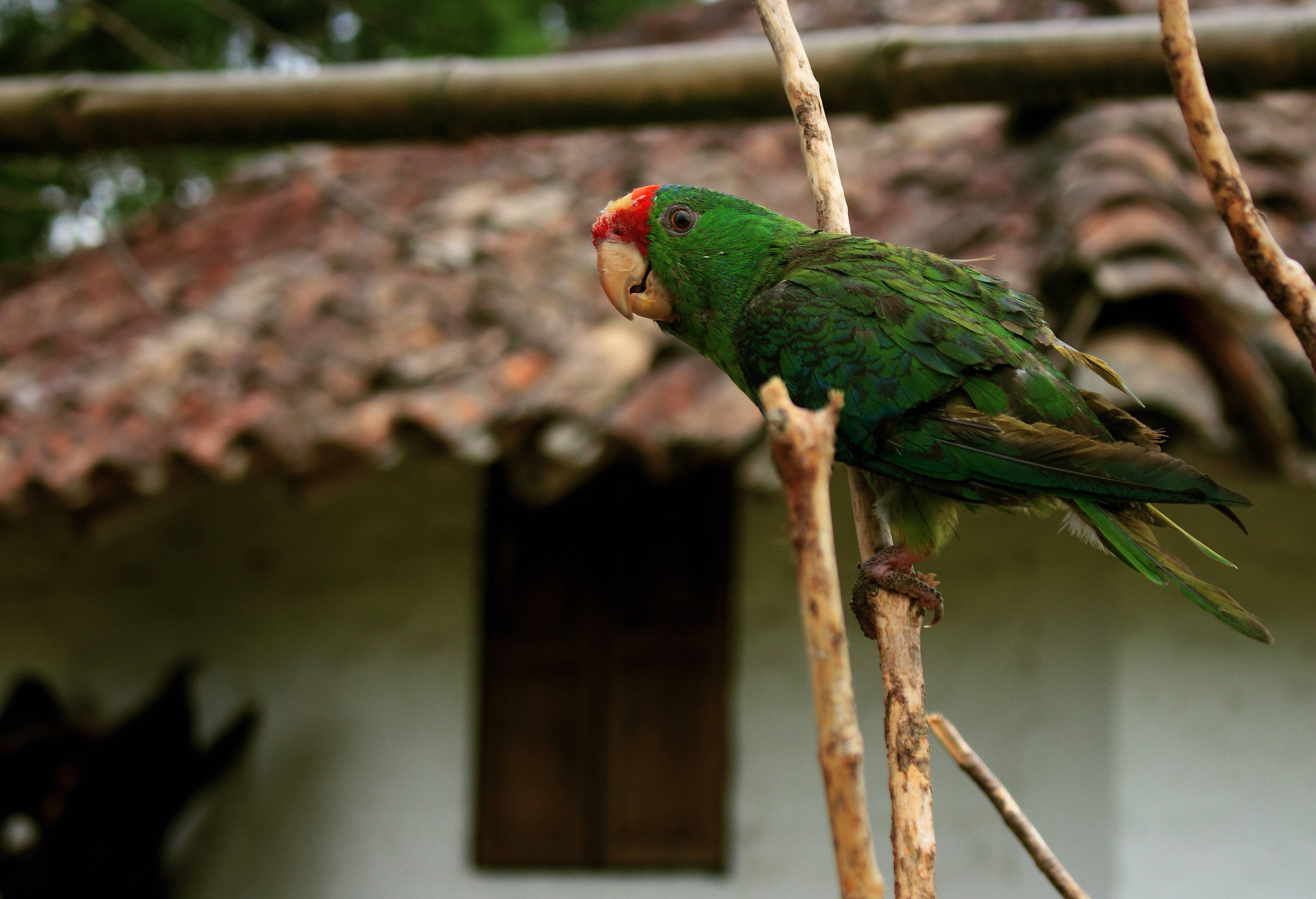 parrot 桌布 壁紙 — 一隻鮮綠色、額頭紅色的鸚鵡棲息在樹枝上，背景是質樸的瓦頂房屋。