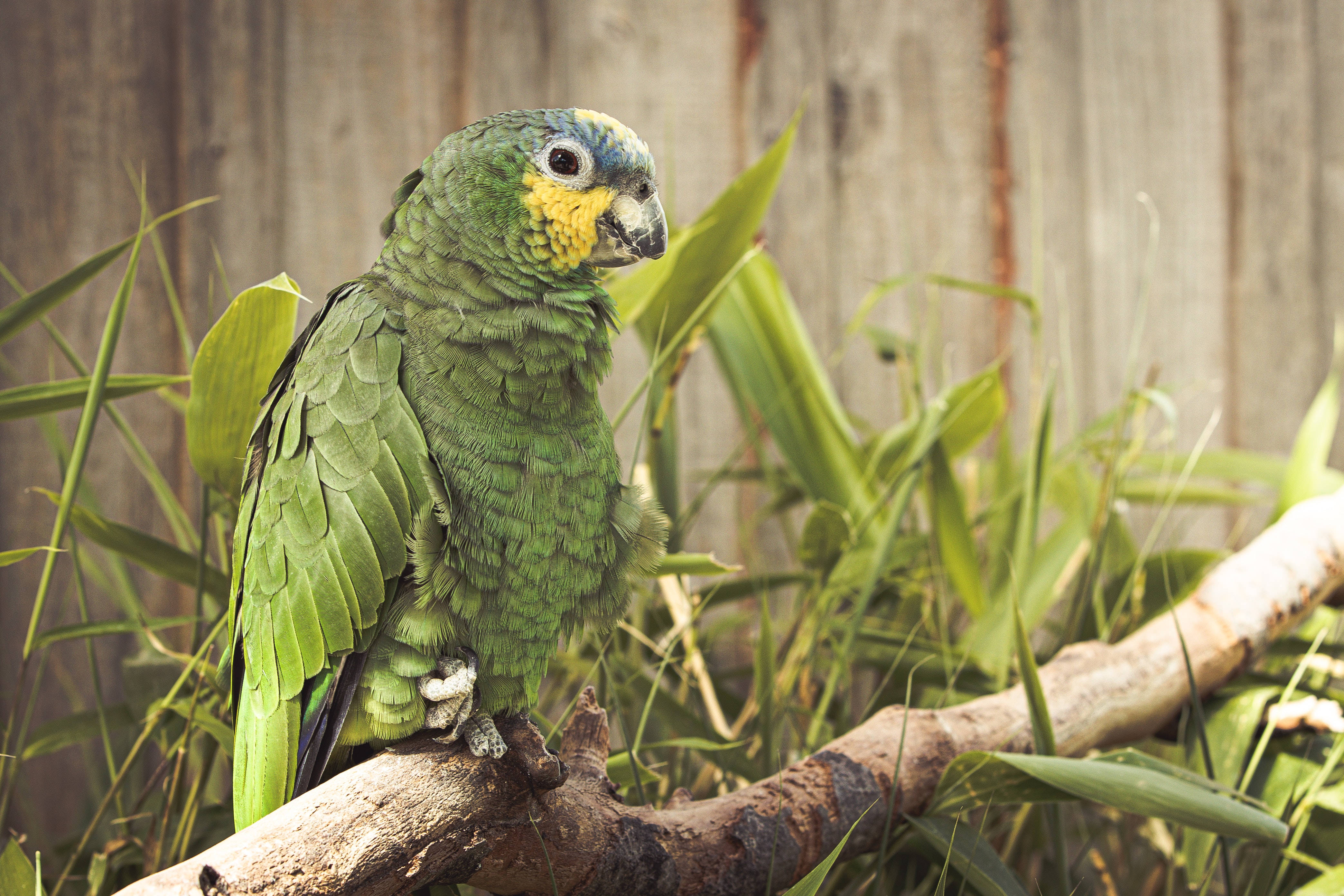 parrot 桌布 壁紙 — 一隻鮮綠色、黃臉的鸚鵡警覺地棲息在風化的樹枝上，周圍是茂密的樹葉。