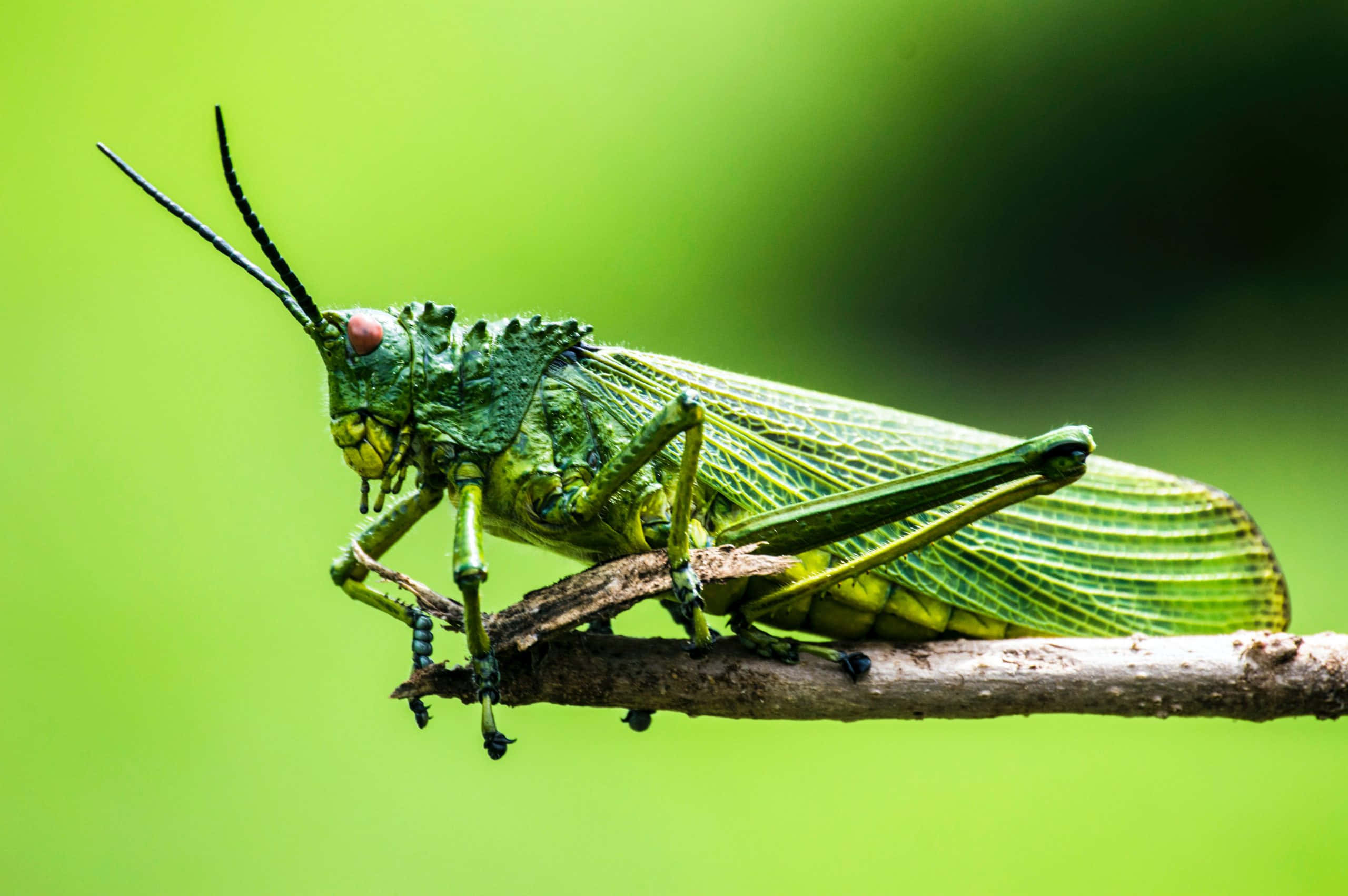 Grasshopper 桌布 壁紙 — 一隻鮮綠色嘅草蜢，帶有精細嘅翅膀，企喺有紋理嘅樹枝上，背景係柔和模糊嘅綠色。