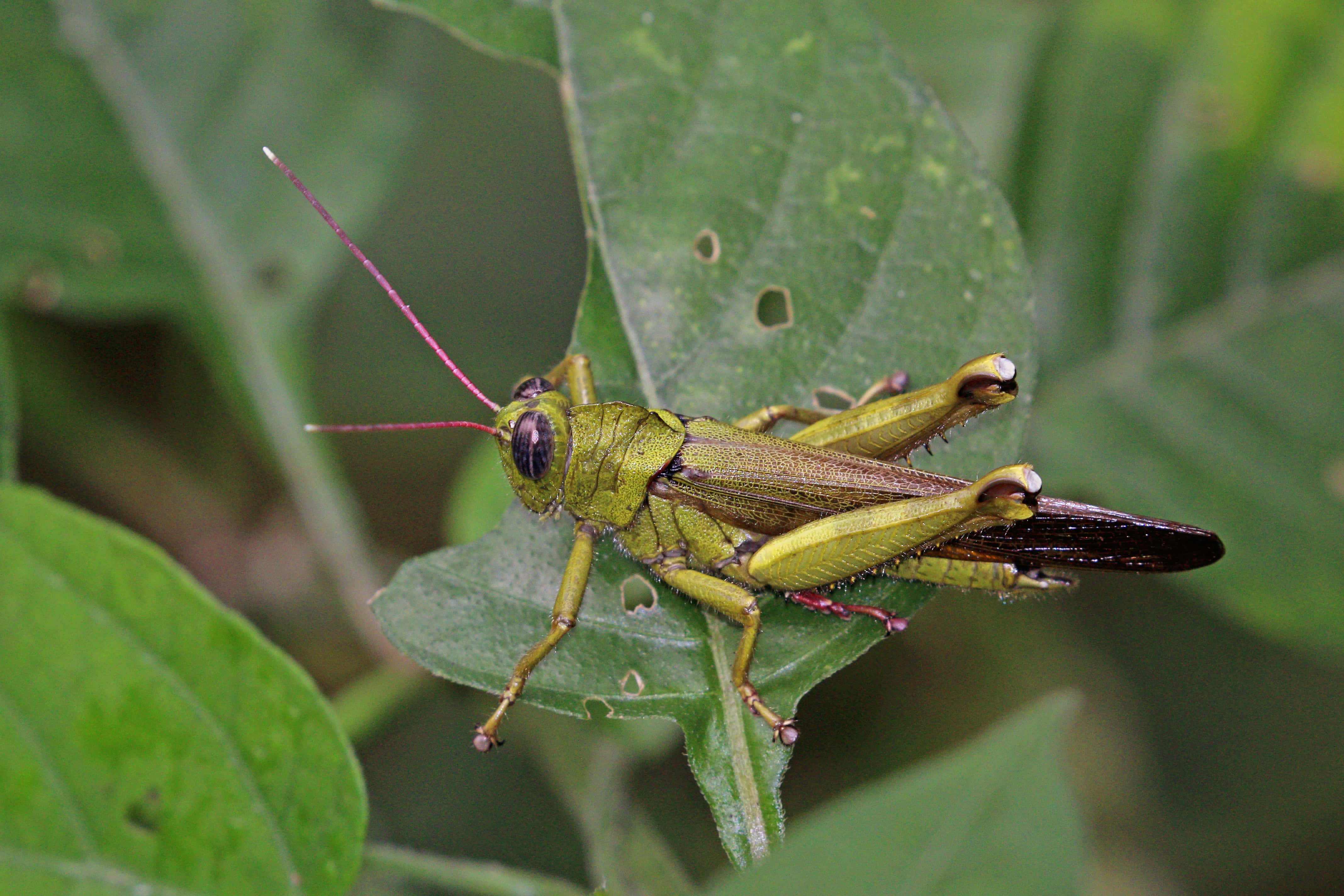Grasshopper 桌布 壁紙 — 一隻鮮綠色嘅草蜢，有粉紅色觸角，企喺茂盛自然環境中嘅一片葉植物上。