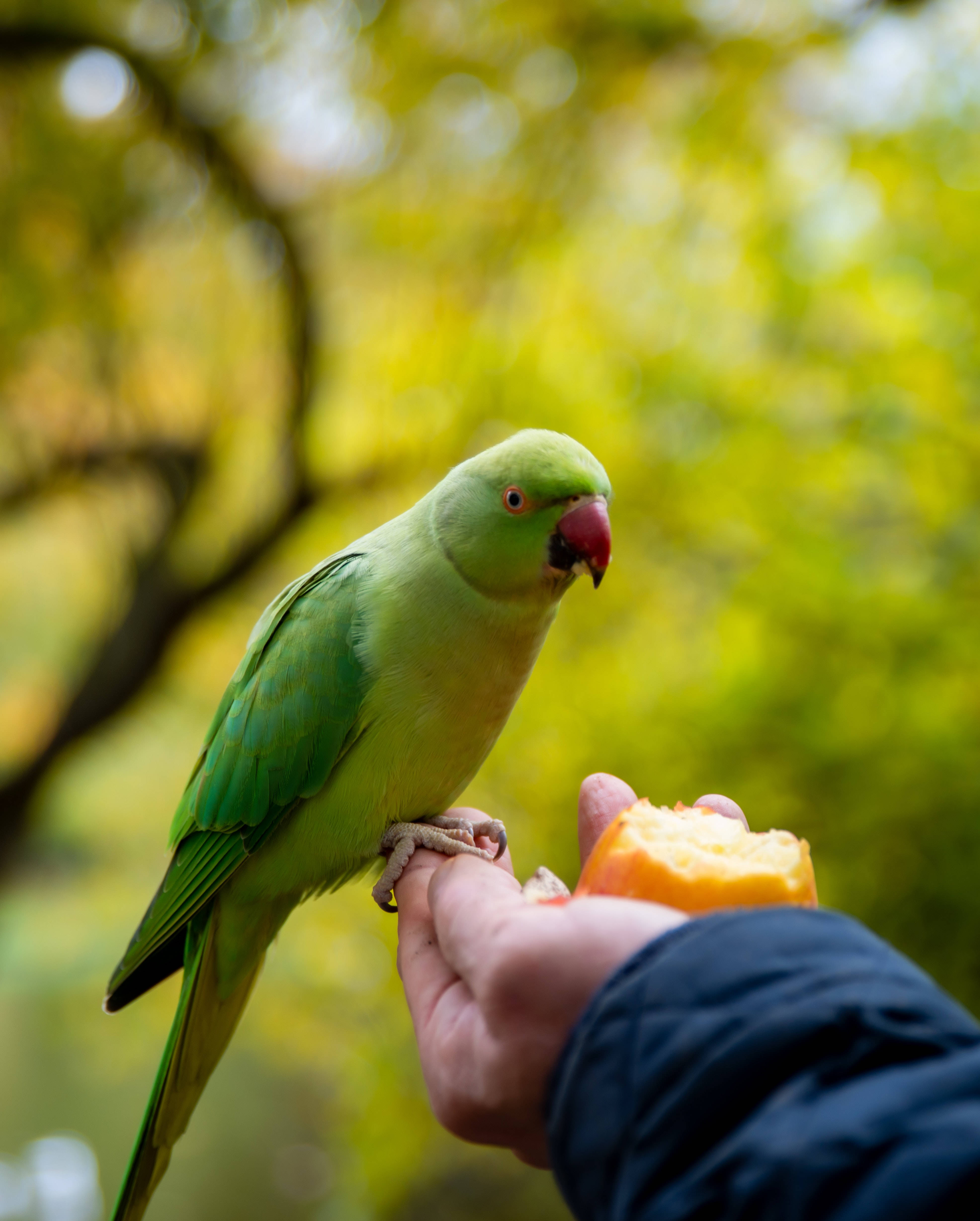 parrot 桌布 壁紙 — 一隻鮮綠色的鸚鵡棲息在一隻手上，手上拿著一片橙色水果，背景是柔和模糊的秋日景色。