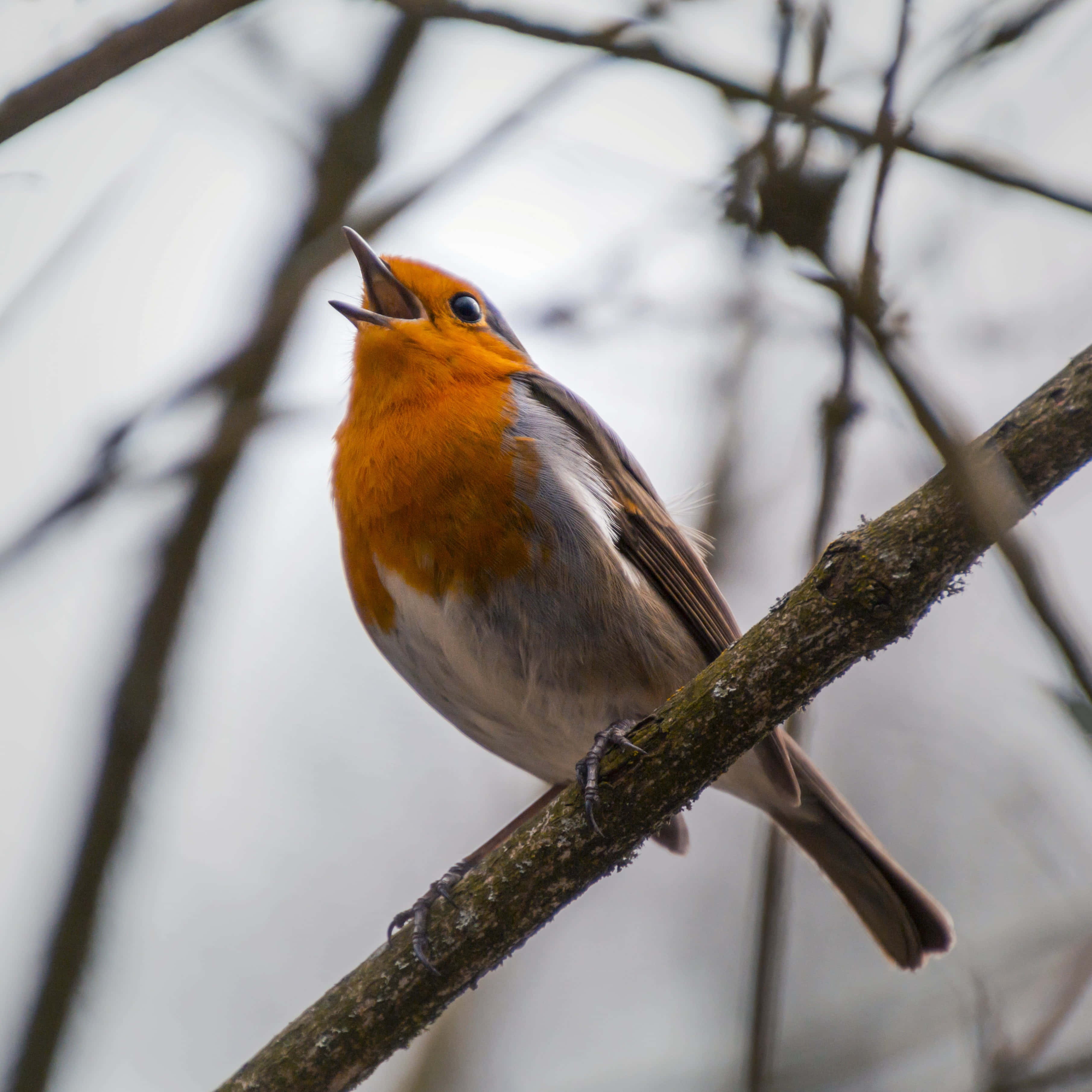 Birds Chirping 桌布 壁紙 — 一隻鮮艷的橙胸知更鳥棲息在長滿苔蘚的樹枝上，在柔和模糊的冬季背景下歌唱。