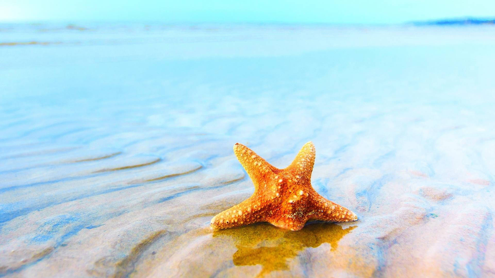 水 桌布 壁紙 — 一隻鮮艷的橙色海星躺在濕沙上，溫柔的海浪輕拍其邊緣，天空清澈湛藍。