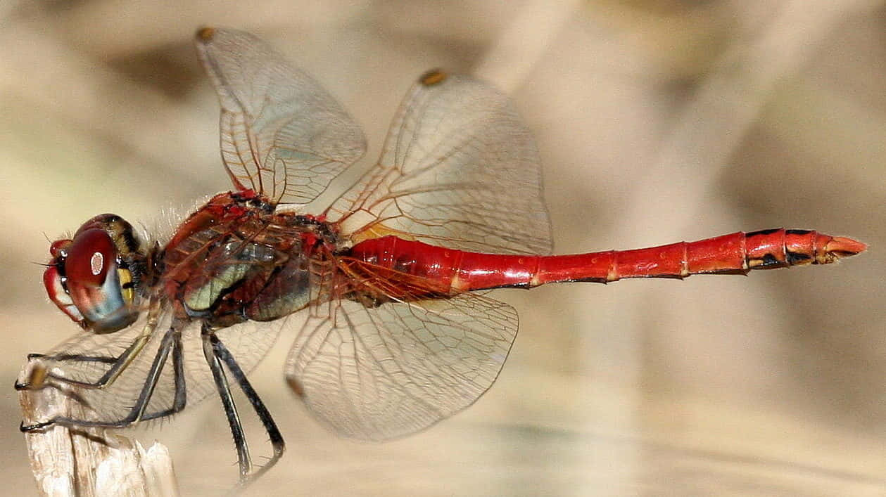Red Dragonfly 桌布 壁紙 — 一隻鮮艷的紅色蜻蜓輕巧地停在小樹枝上，半透明的翅膀捕捉柔和光線，背景是模糊的自然景色。