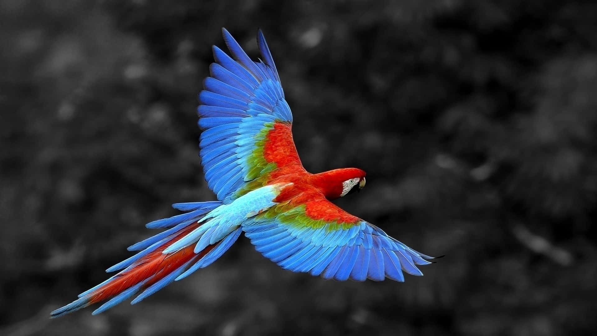 parrot 桌布 壁紙 — 一隻鮮艷的紅藍綠金剛鸚鵡展開翅膀，在模糊的黑白森林背景下翱翔。