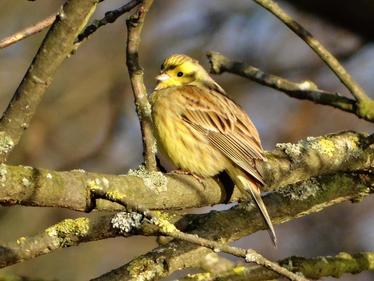 Yellowhammer 桌布 壁紙 — 一隻鮮艷的黃頭鳥棲息在長滿苔蘚的樹枝上，沐浴在溫暖的陽光中。