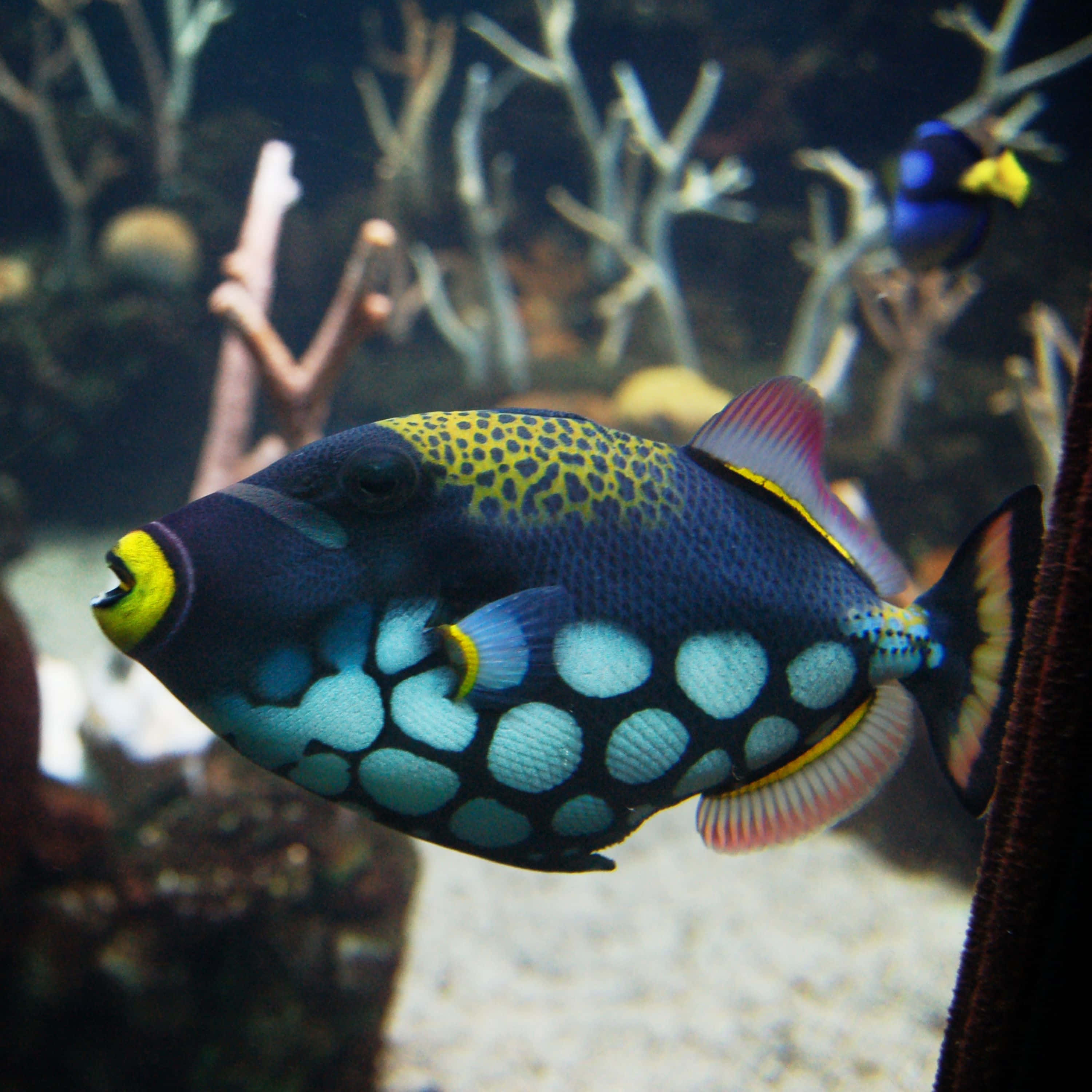 一隻鮮豔橙黃色的魚在水族箱中游動 壁紙 — 一條充滿活力的藍黃斑點箱魨在光線昏暗的水族箱中優雅地游過珊瑚枝。