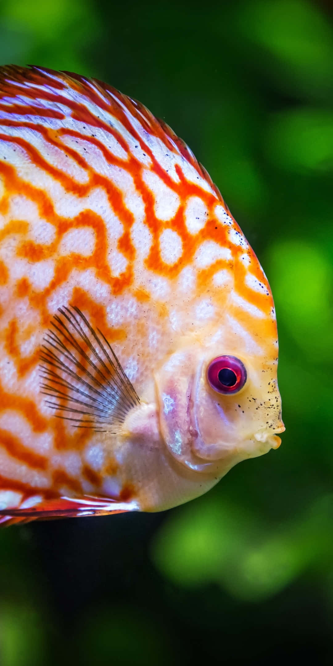 一隻鮮豔的像素化魚兒，背景為美麗的海洋色調 壁紙 — 一條鮮豔的橙白色神仙魚，帶有複雜的花紋，在柔和的綠色模糊水生背景下游泳。