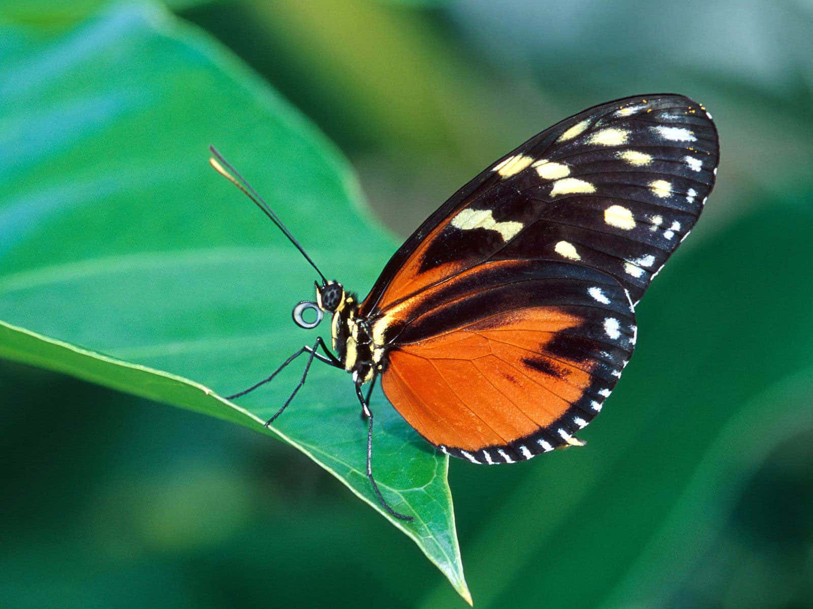 Emerging Butterfly 桌布 壁紙 — 一隻鮮豔的橙、黑、白色蝴蝶，輕輕停在一塊茂盛的綠葉上，背景帶有柔和散景效果。
