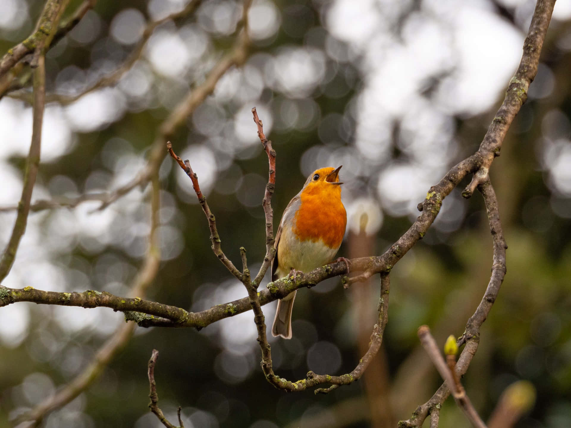 Birds Chirping 桌布 壁紙 — 一隻鮮豔的橙胸知更鳥棲息在光禿的樹枝上，在柔和模糊的森林背景下歌唱。