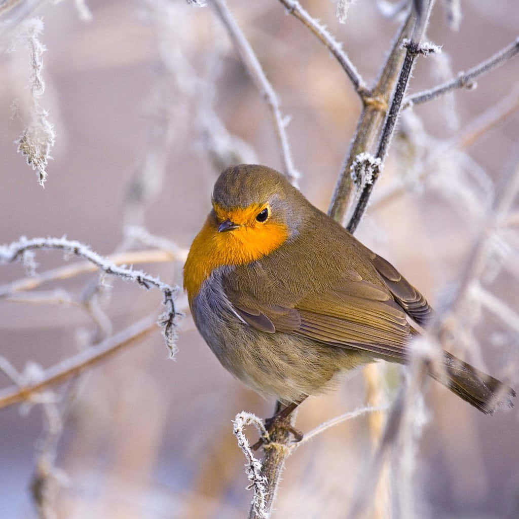 Beautiful Birds 桌布 壁紙 — 一隻鮮豔的橙胸知更鳥棲息在結霜的樹枝上，背景是柔和模糊的冬日景色。