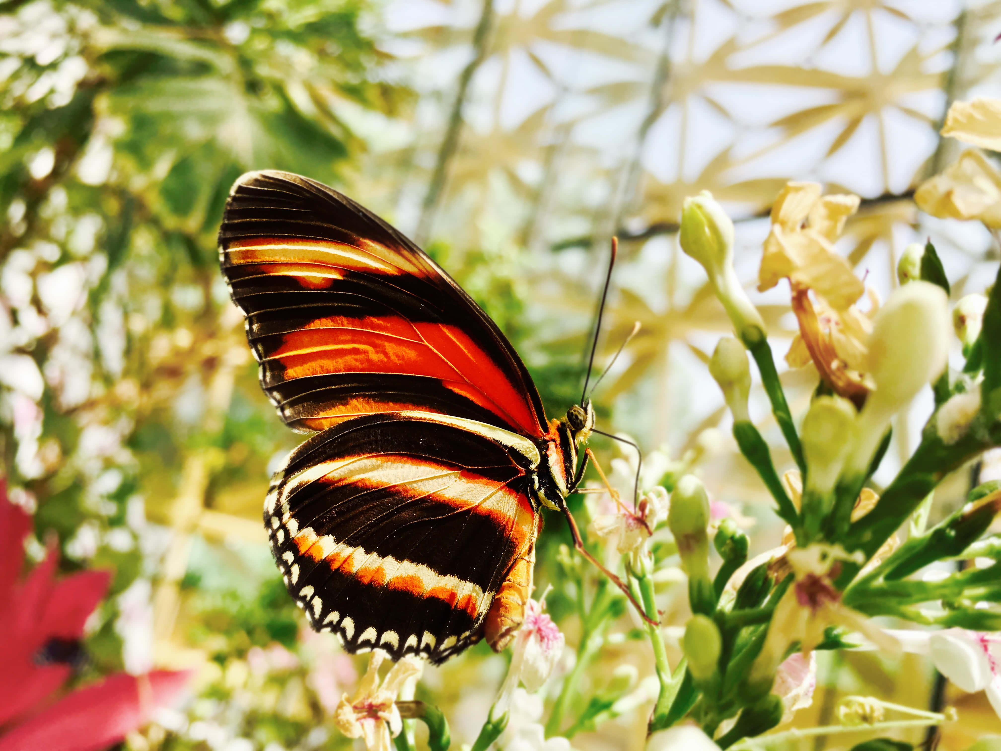 Butterfly Yellow 桌布 壁紙 — 一隻鮮豔的橙色、黑色和白色蝴蝶，輕柔地停在一簇淡黃色花朵上，周圍是茂密的綠色葉子。