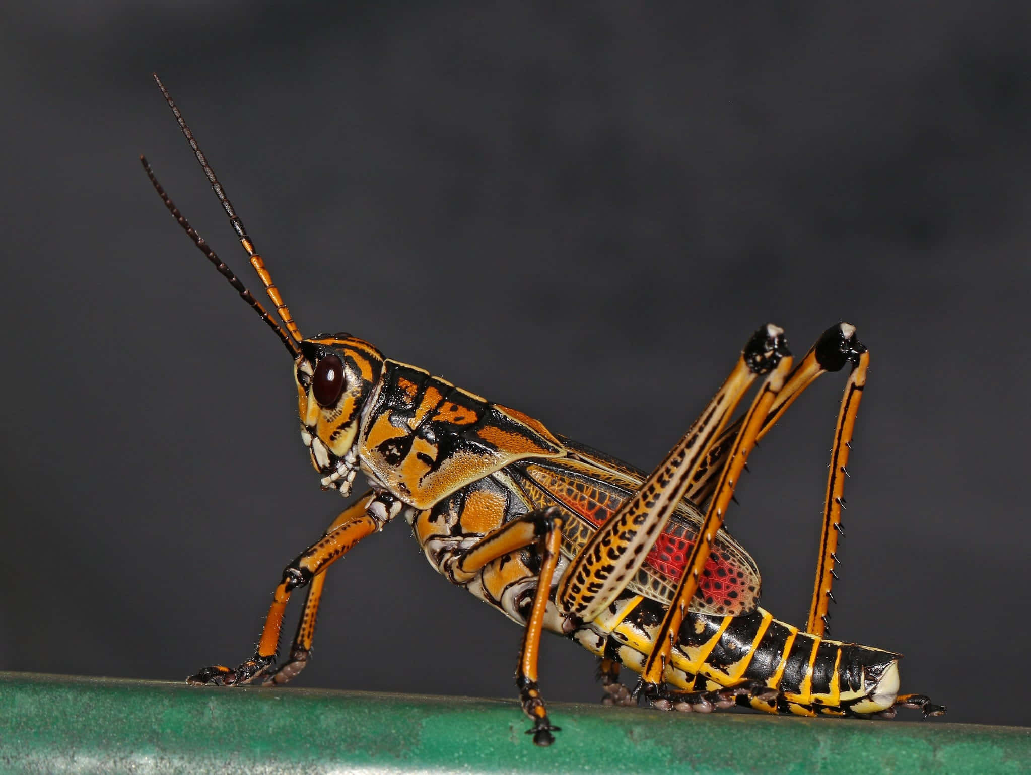 Grasshopper 桌布 壁紙 — 一隻鮮豔的橙色、黑色和紅色蚱蜢棲息在綠色表面上，背景為深灰色。