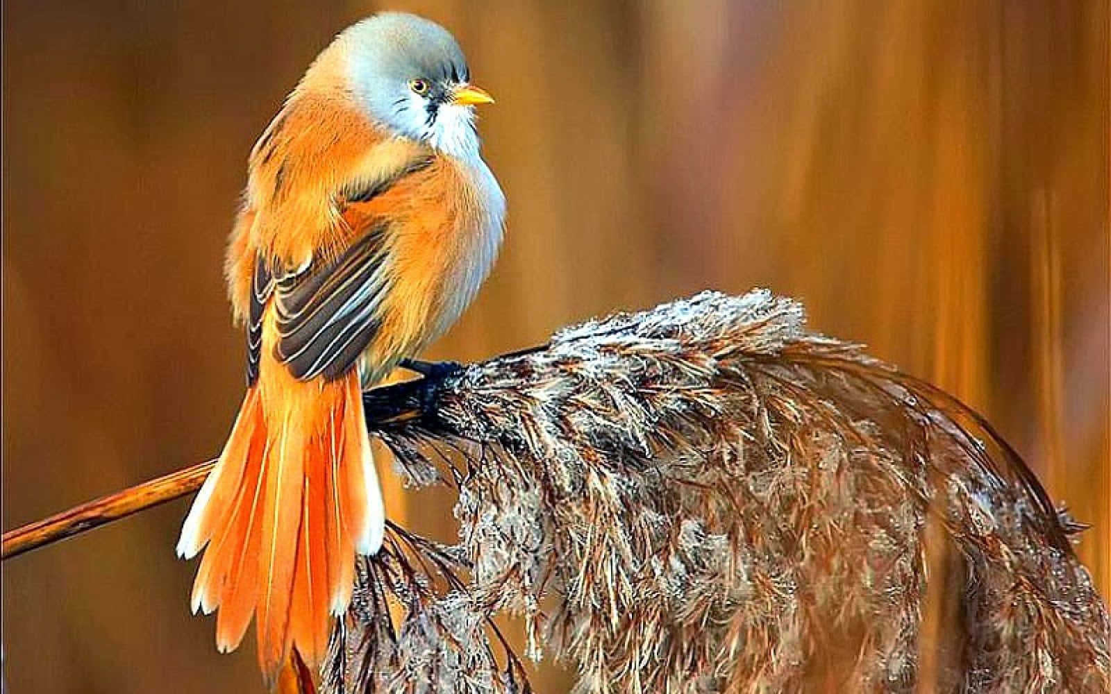 Beautiful Birds 桌布 壁紙 — 一隻鮮豔的橙色和灰色鳥兒警覺地棲息在一根羽毛狀的蘆葦莖上，背景溫暖而模糊。