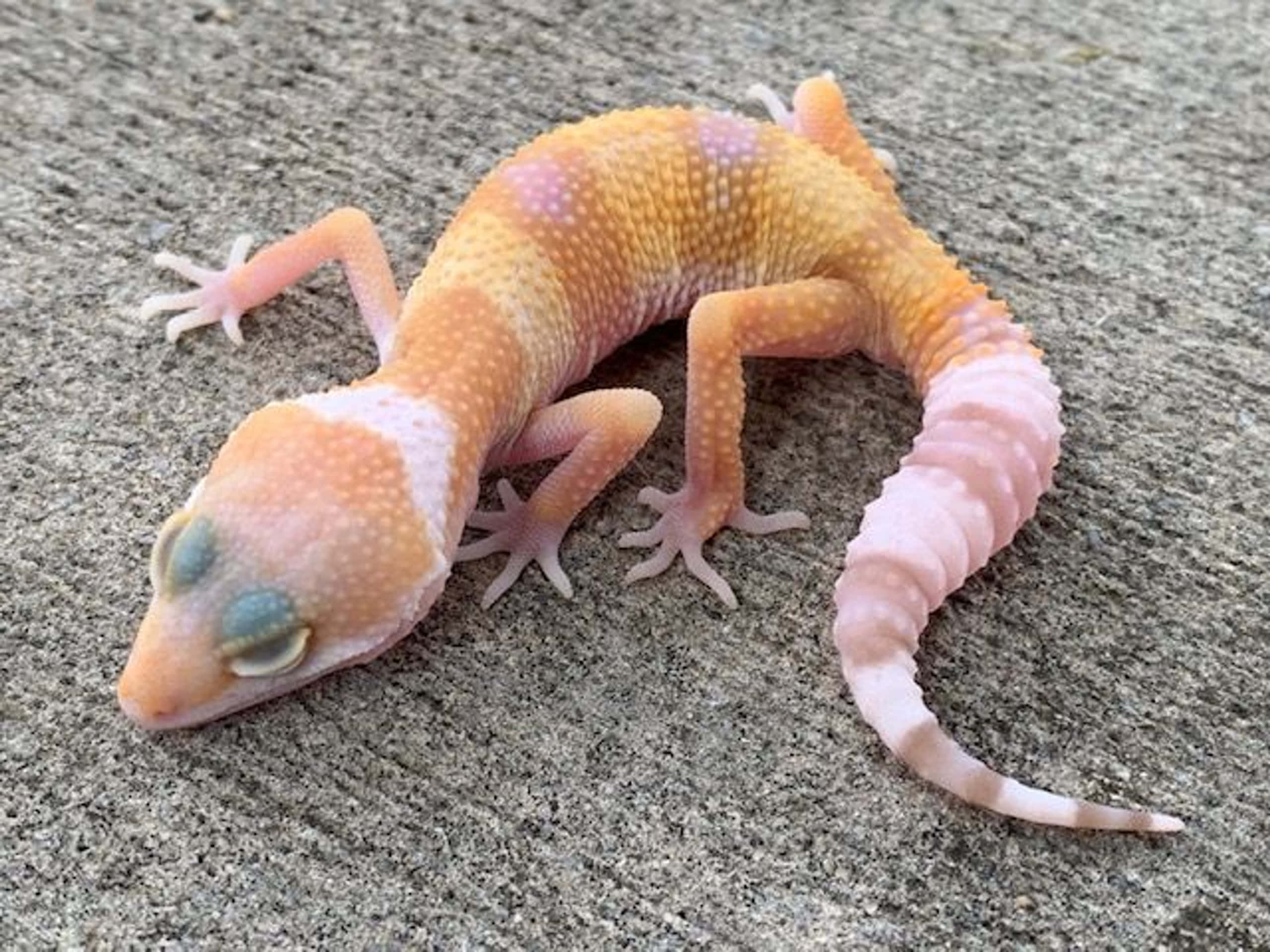 gecko 桌布 壁紙 — 一隻鮮豔的橙色和粉紅色豹紋守宮，藍色眼睛，在紋理灰色混凝土上休息。