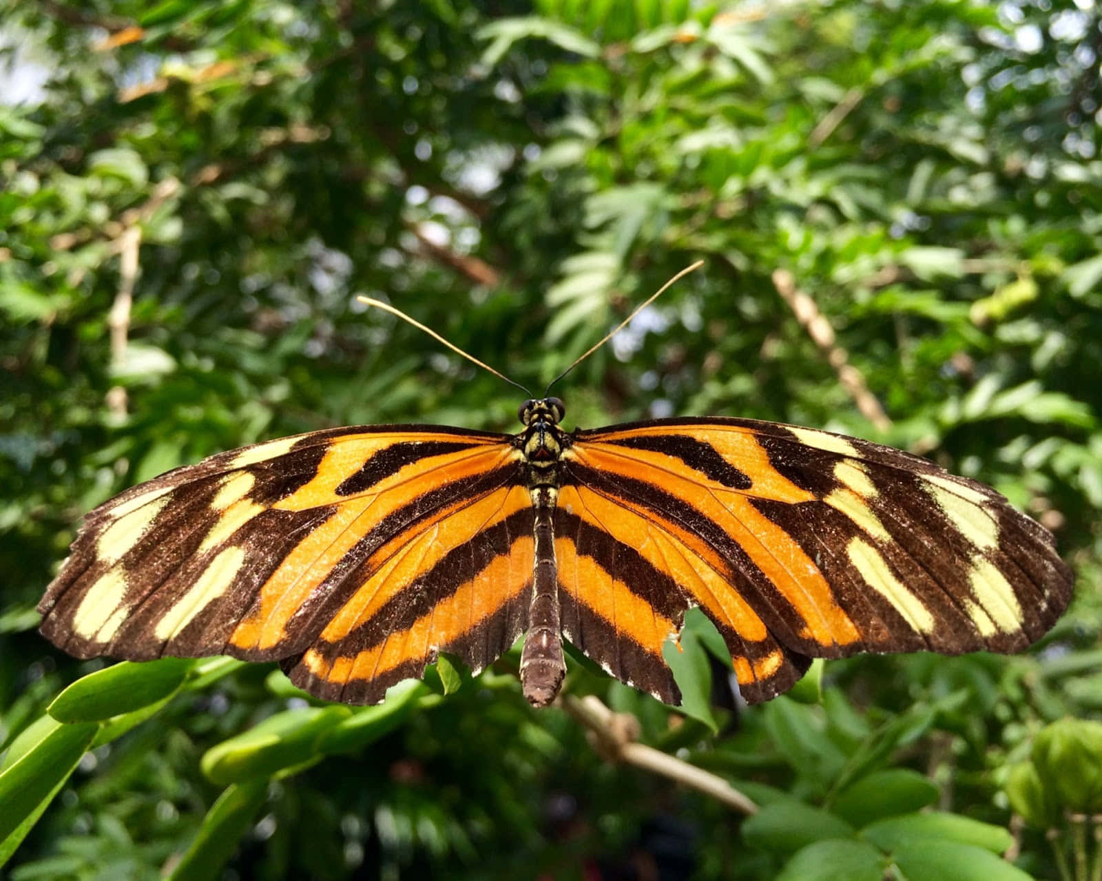 Butterfly Zoo 桌布 壁紙 — 一隻鮮豔的橙色和黑色虎斑蝶，在茂密的綠色森林背景下，輕柔地停在一片葉子上。