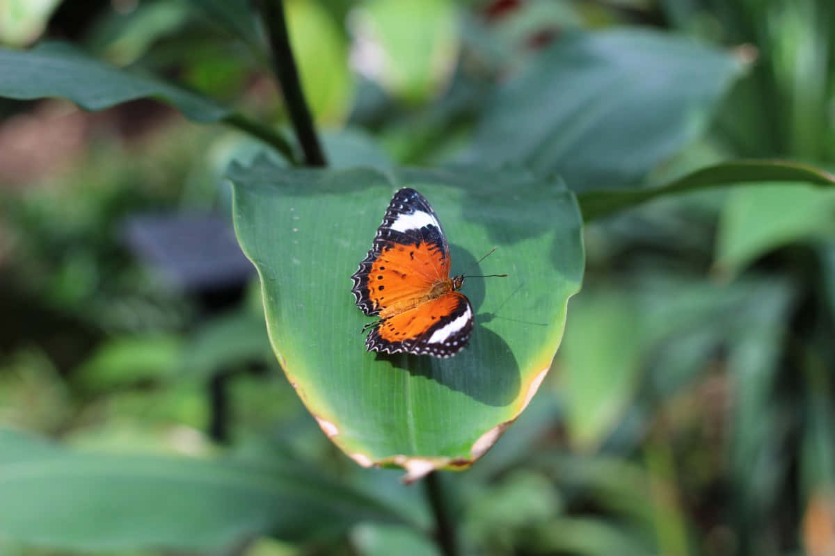 Butterfly Zoo 桌布 壁紙 — 一隻鮮豔的橙色和黑色蝴蝶，帶有白色斑點，輕輕停在一片大綠葉上，周圍是茂盛的花園。