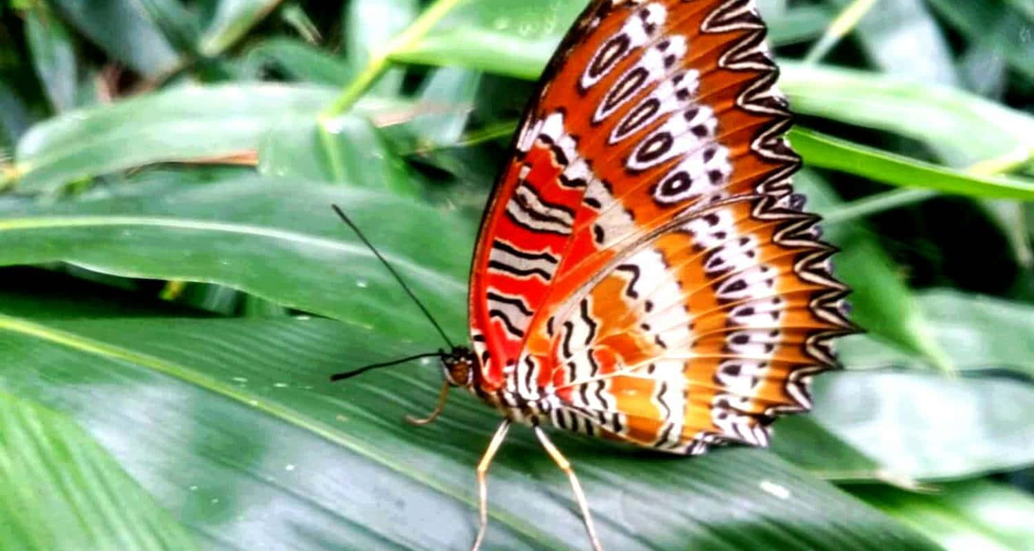 Butterfly Watching 桌布 壁紙 — 一隻鮮豔的橙色和黑色蝴蝶，帶有複雜的白色圖案，輕輕地停在一片茂盛的綠葉上。