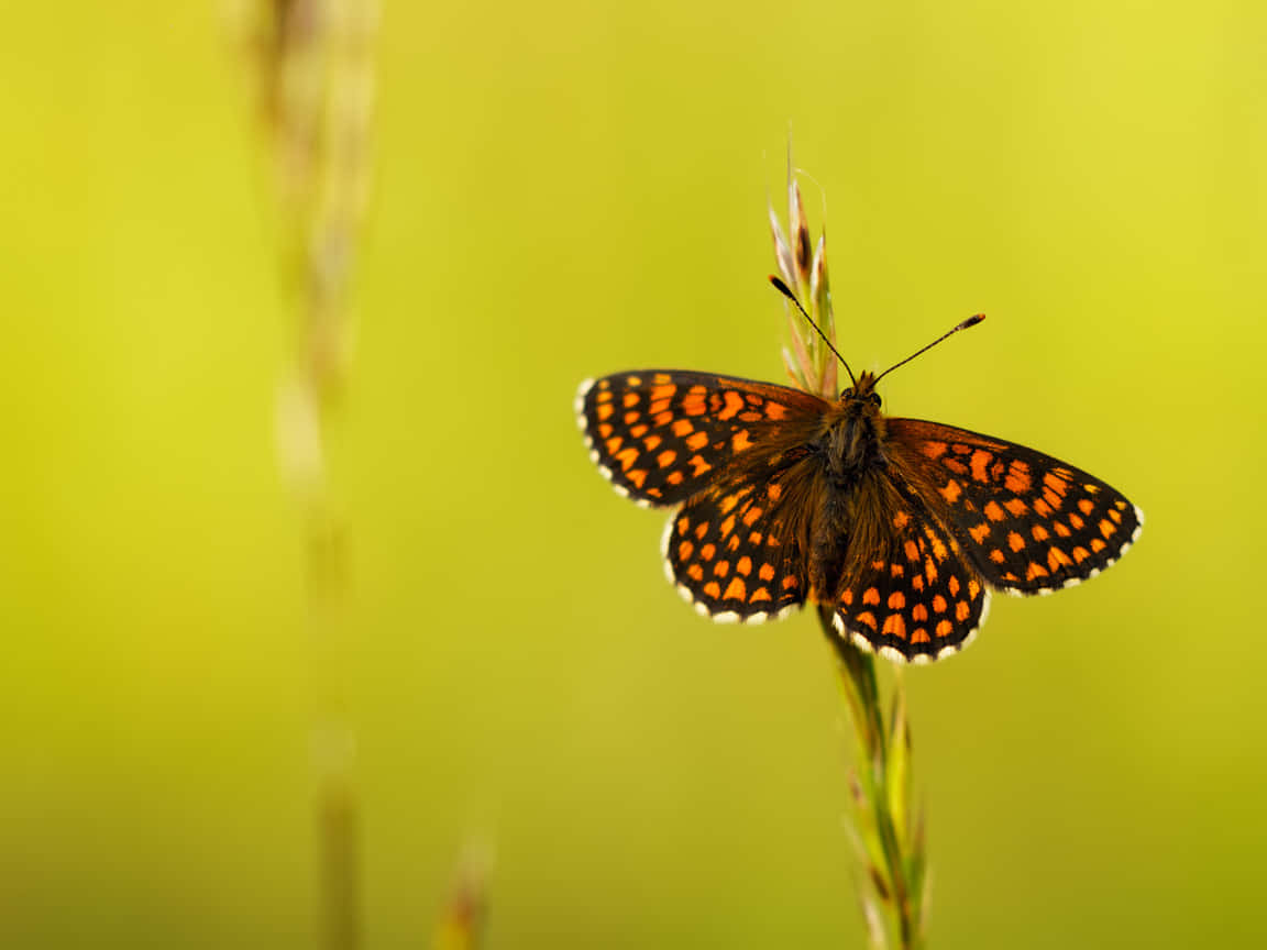 Butterfly Watching 桌布 壁紙 — 一隻鮮豔的橙色和黑色蝴蝶，翅膀邊緣白色，輕柔地停在一根纖細的草葉上，背景是柔和的綠色。