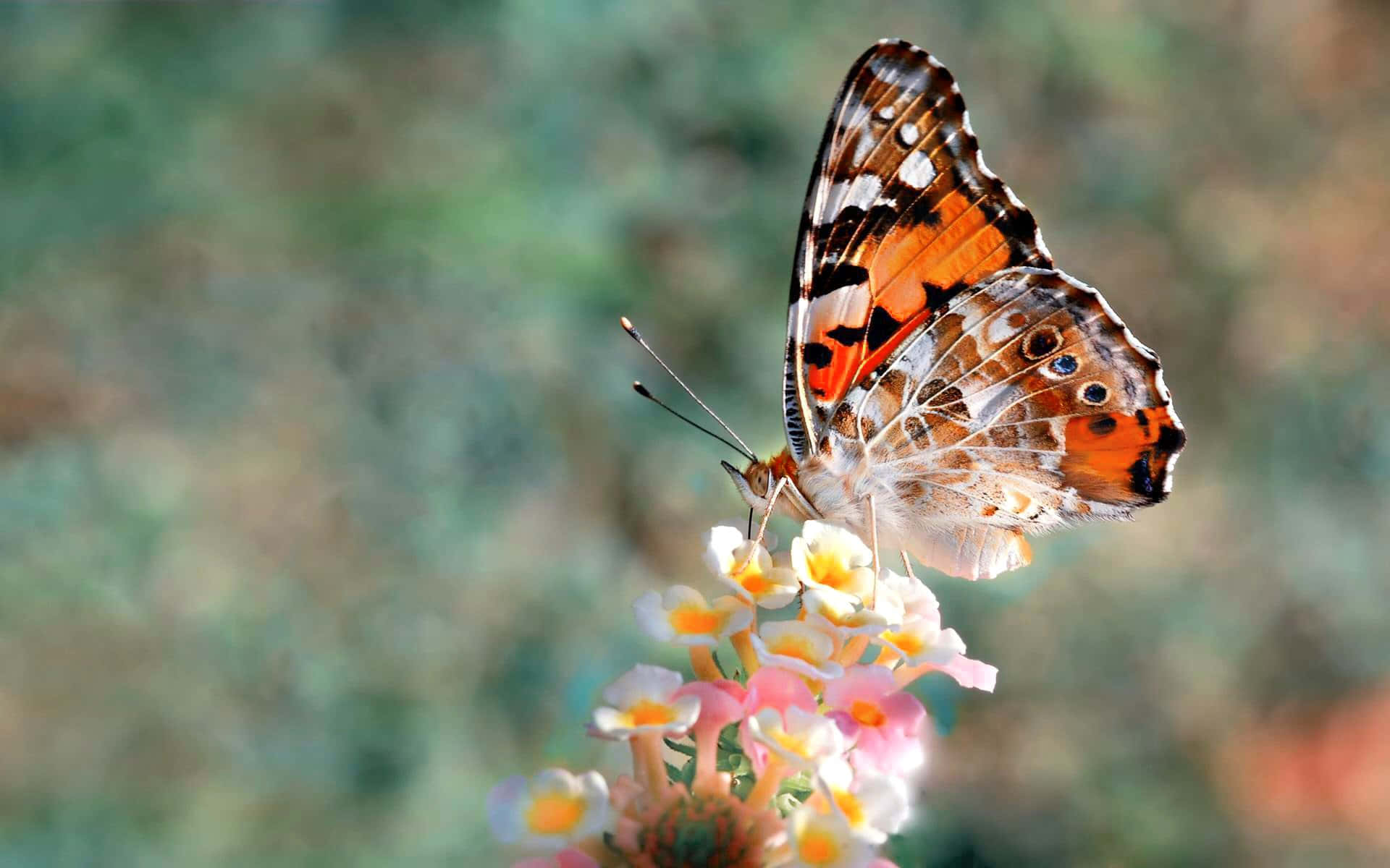 Emerging Butterfly 桌布 壁紙 — 一隻鮮豔的橙色和黑色蝴蝶，輕輕停在一簇粉紅色和白色的花朵上，背景是柔和模糊的綠色。