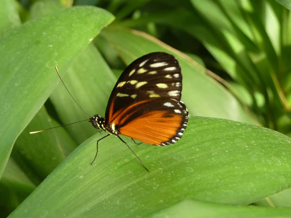 Butterfly Zoo 桌布 壁紙 — 一隻鮮豔的橙色和黑色蝴蝶帶有白色斑點，輕輕停在一片光滑的綠葉上，周圍是茂密的樹葉。