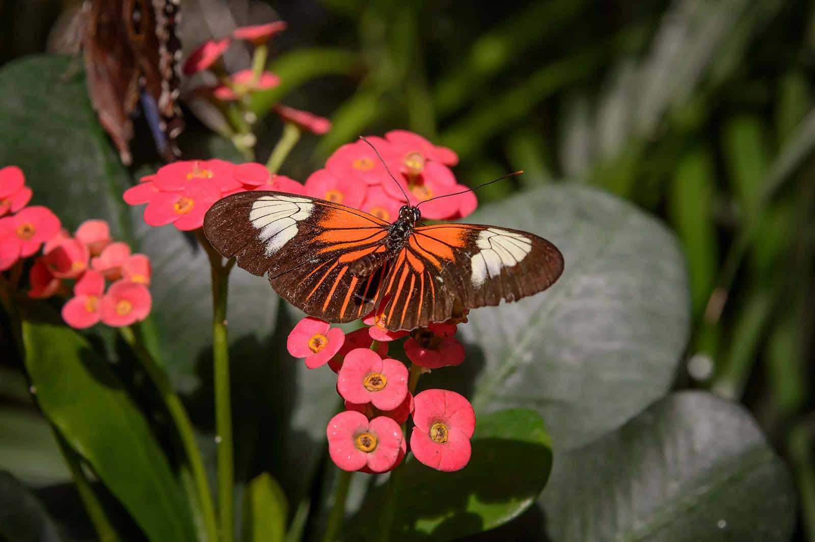 Butterfly Zoo 桌布 壁紙 — 一隻鮮豔的橙色和黑色蝴蝶帶有白色斑點，輕柔地停留在亮粉紅色的花朵上，周圍是茂密的綠色葉子。