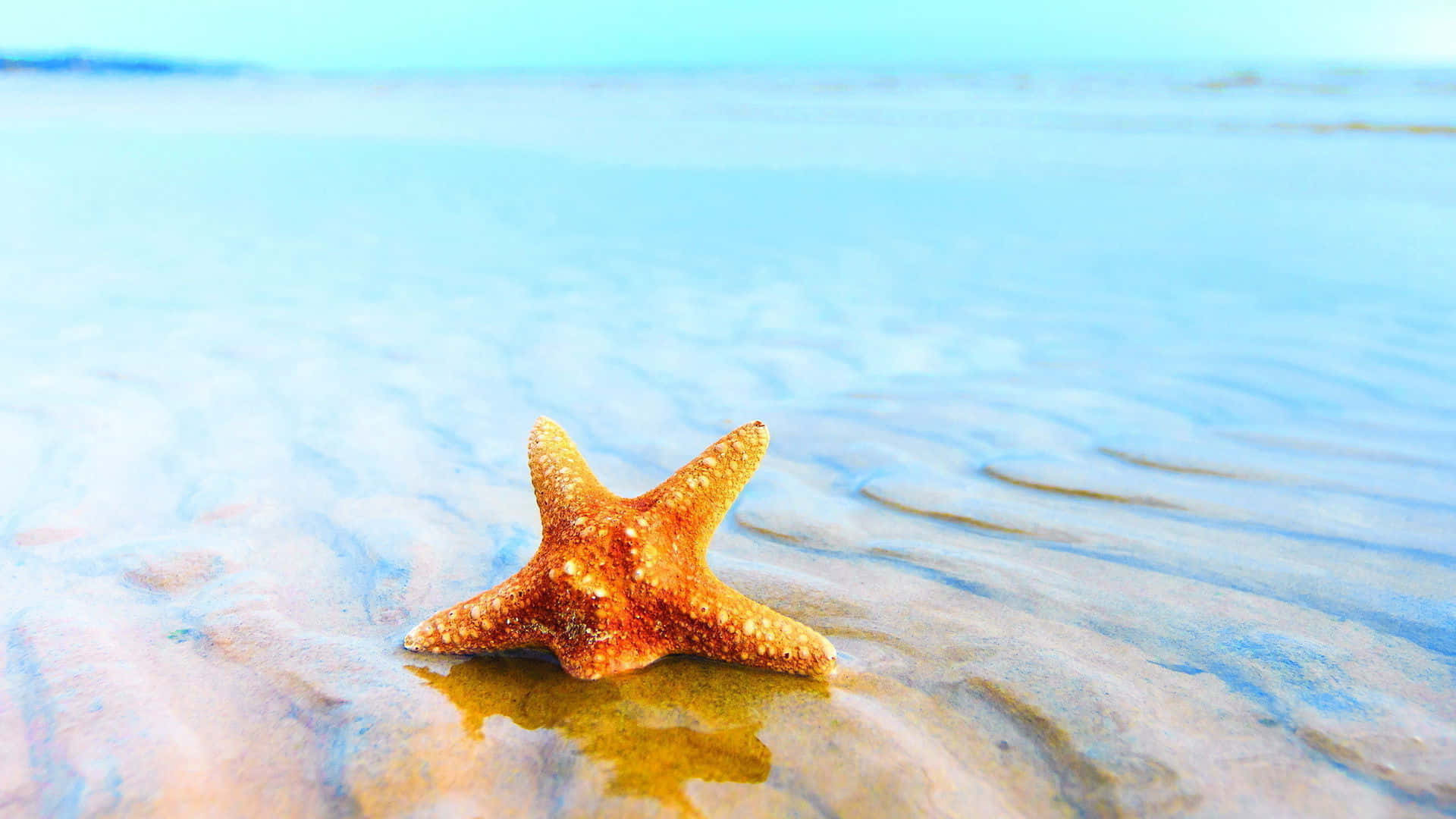 Starfish 桌布 壁紙 — 一隻鮮豔的橙色海星在海洋邊緣的濕沙上休息，溫柔的波浪在清澈的藍天下蕩漾。