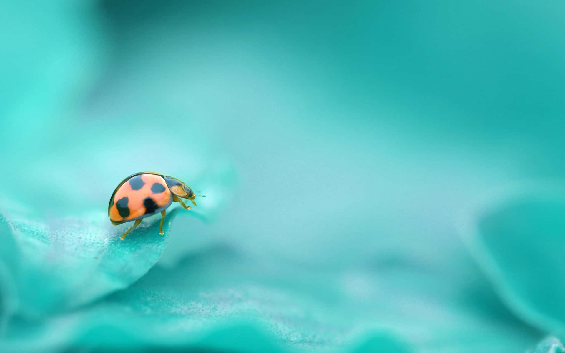 ladybug 桌布 壁紙 — 一隻鮮豔的橙色瓢蟲帶有黑色斑點，在柔軟的青綠色葉子上爬行，背景模糊。
