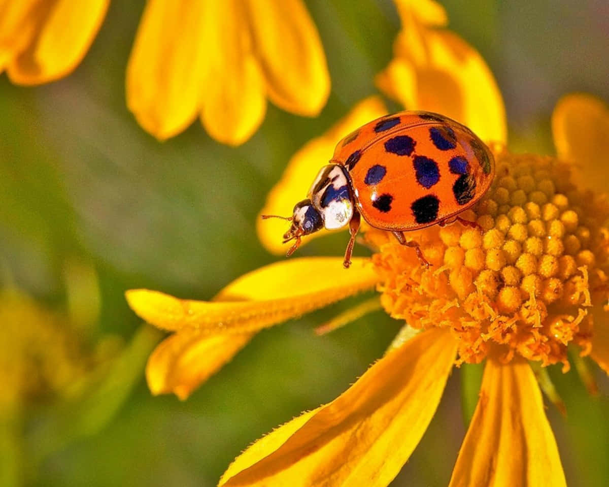 Spring Ladybugs 桌布 壁紙 — 一隻鮮豔的橙色瓢蟲帶有黑色斑點，輕輕停在一朵明亮的黃色花頭上。