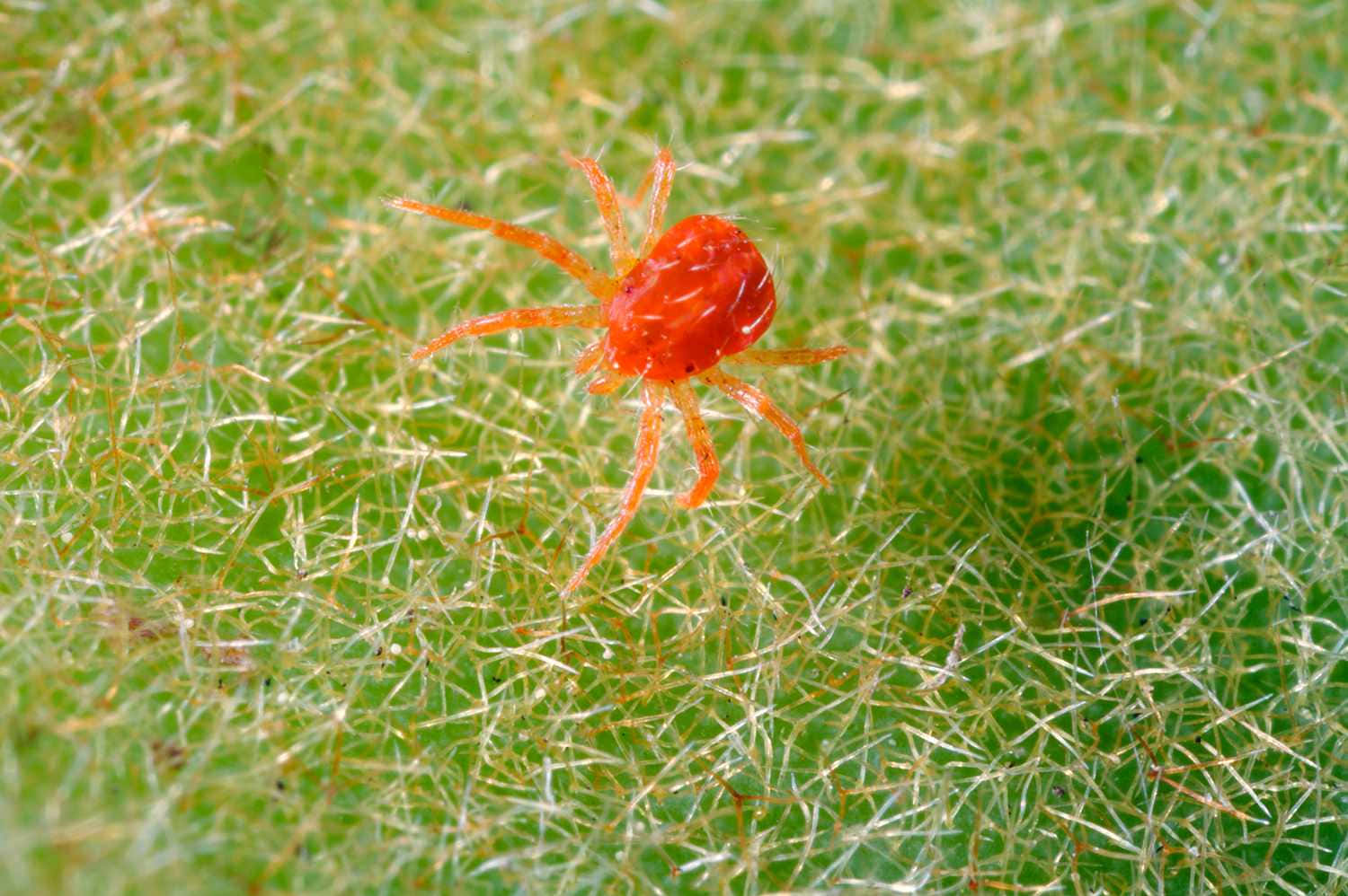 Red Spider 桌布 壁紙 — 一隻鮮豔的橙色蜘蛛，帶有半透明的腿，在毛茸茸的綠色葉面上以清晰的微距細節爬行。