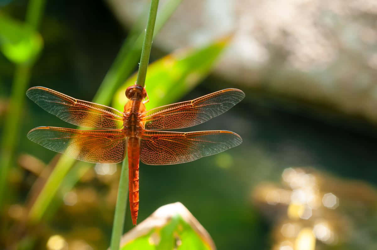 Red Dragonfly 桌布 壁紙 — 一隻鮮豔的橙色蜻蜓輕輕停在一根綠色莖上，翅膀在陽光下閃爍，背景是模糊的自然景色。