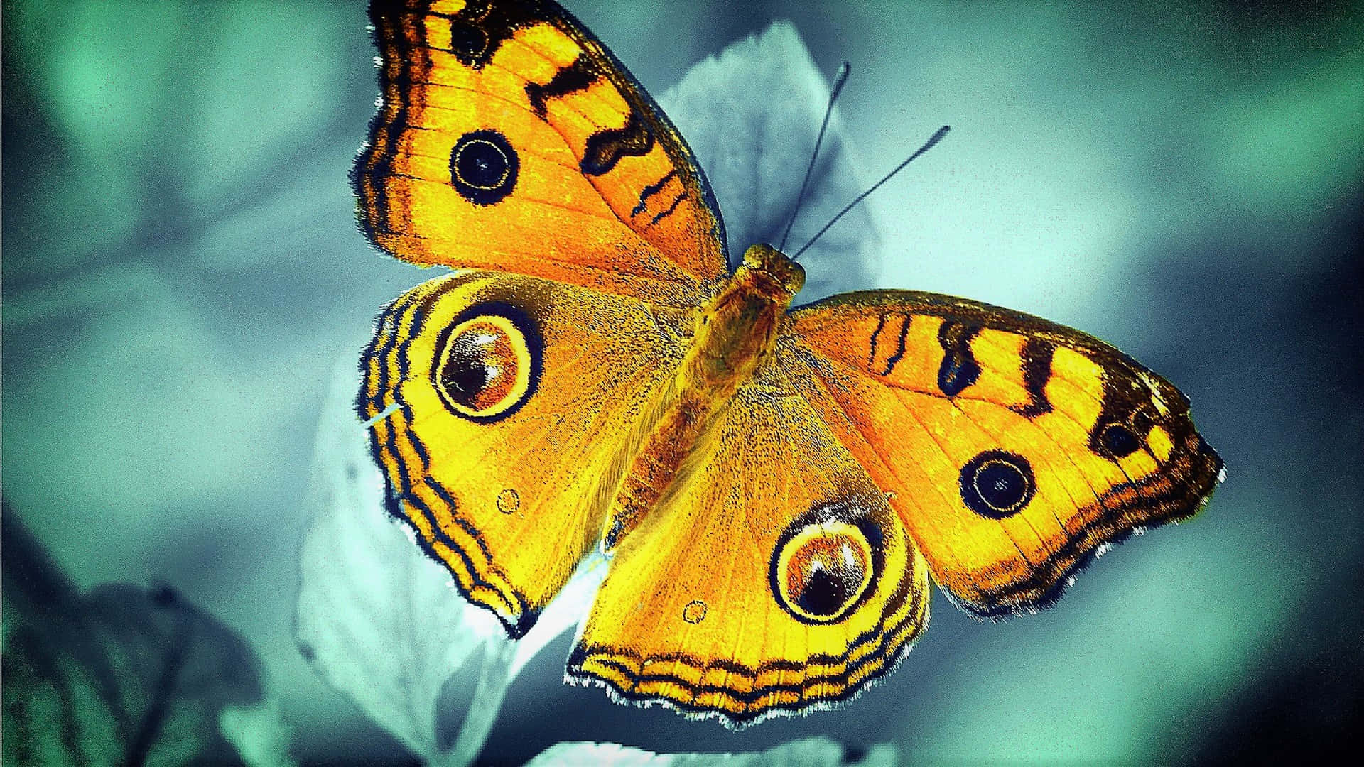 Butterfly Species 桌布 壁紙 — 一隻鮮豔的橙色蝴蝶，帶有眼狀斑點，輕輕地停在一片蒼白的葉子上，背景是柔和的青綠色模糊效果。