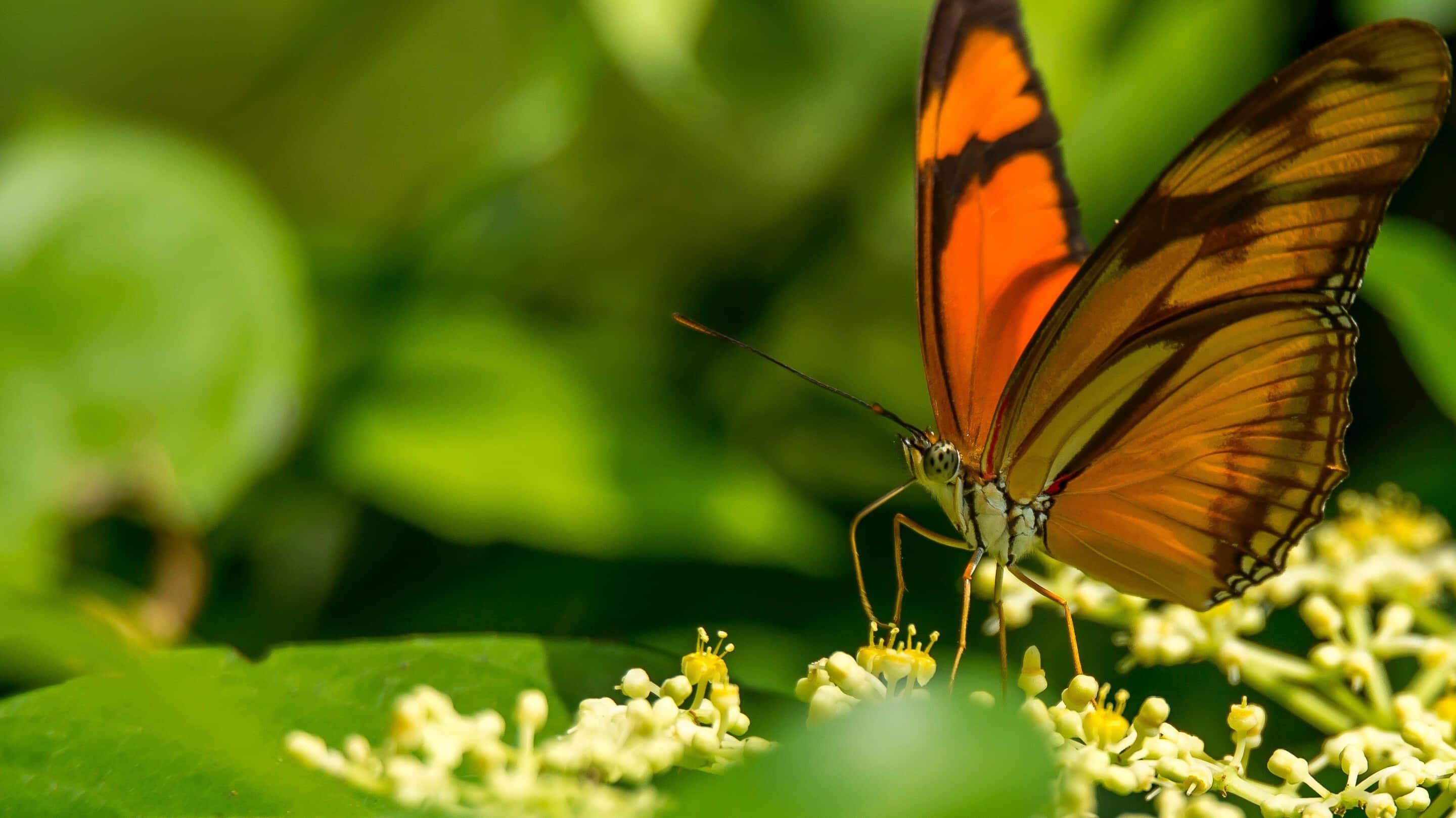 Emerging Butterfly 桌布 壁紙 — 一隻鮮豔的橙色蝴蝶帶有黑色斑紋，優雅地停歇在細小的黃色花朵上，背景是茂密而模糊的綠色。