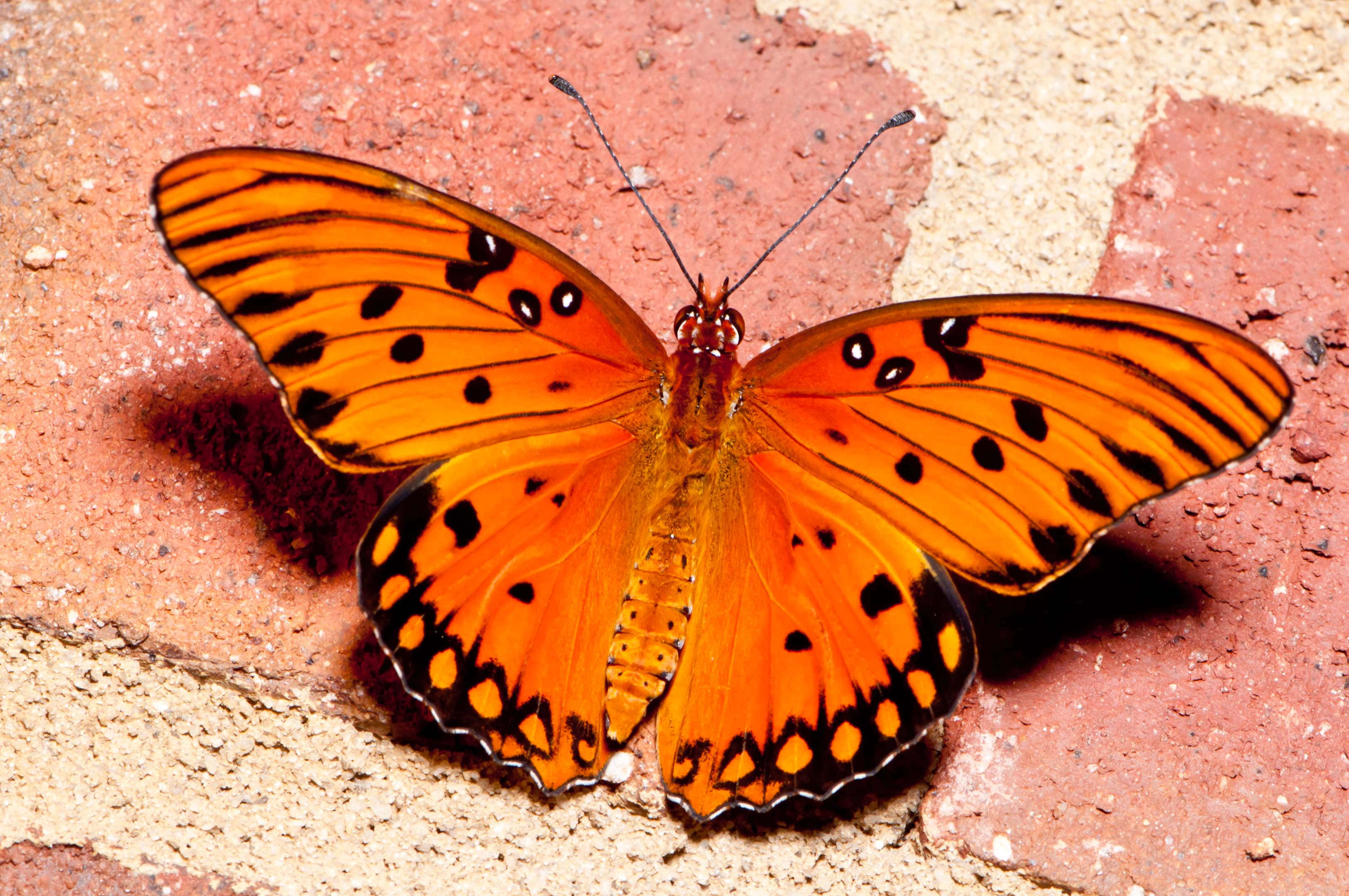 Butterfly Species 桌布 壁紙 — 一隻鮮豔的橙色蝴蝶帶有黑色斑點，在明亮的陽光下停留在有紋理的紅色和米色磚塊上。